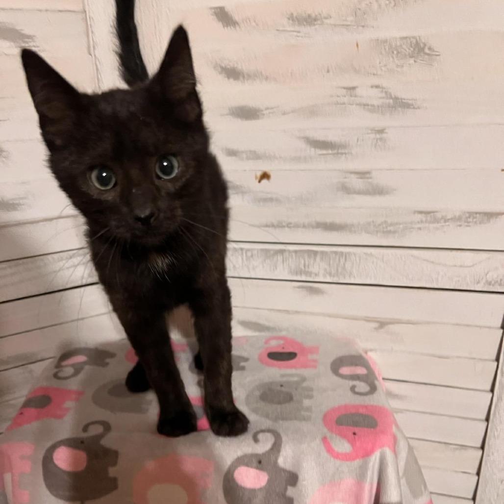 Lucas, a Adoptable Domestic Short Hair in Union, MO image 1/2