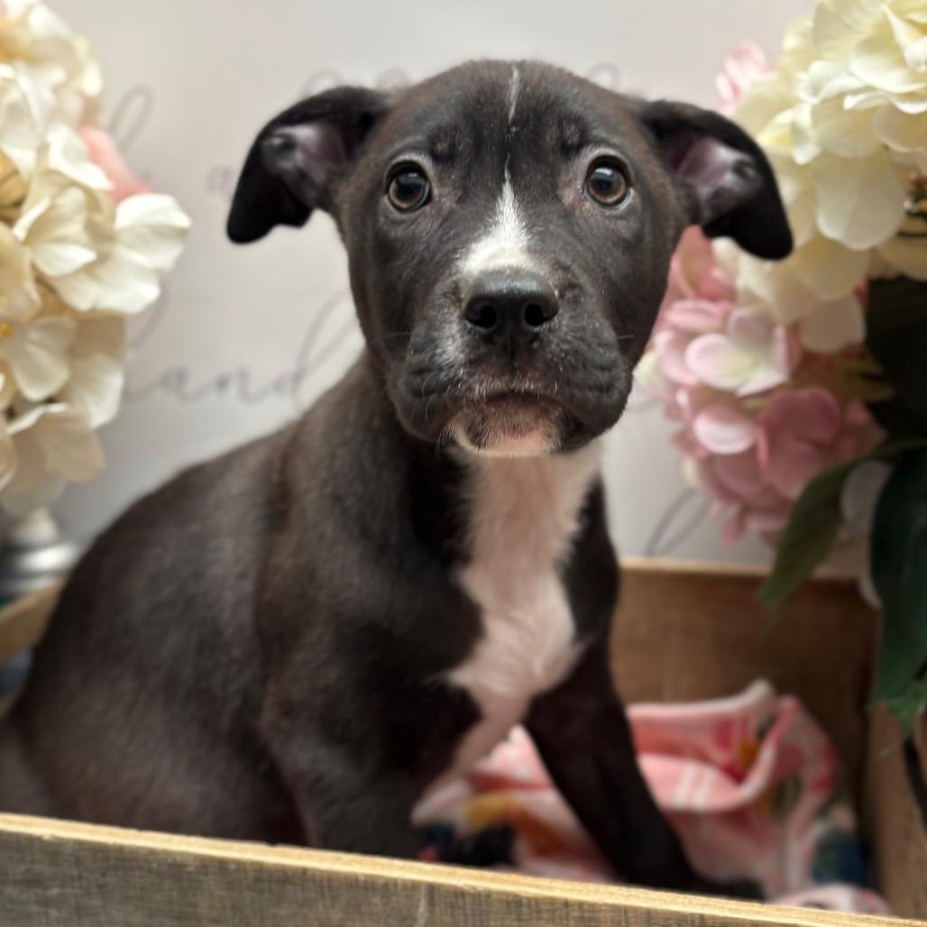 Devon , Adoptable, Young Male Labrador Retriever.