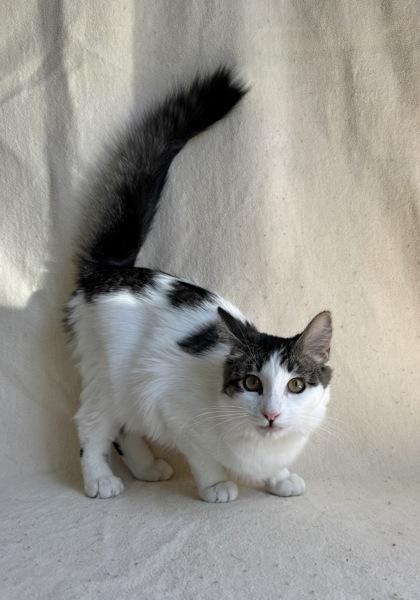 Enlarge Piya, an adoptable mixed breed in Buffalo, MN image 1/1