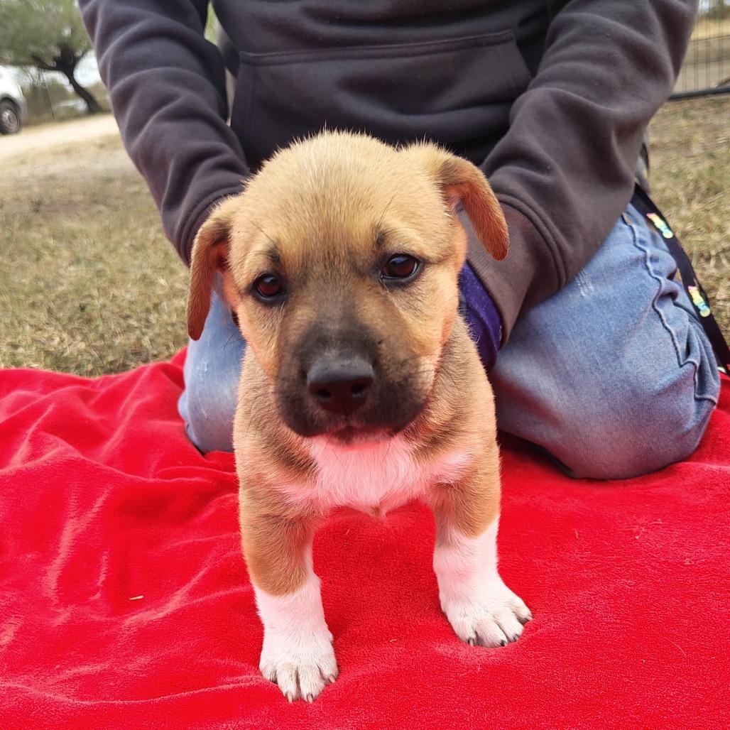 Nicholas, a Adoptable mixed breed in West Islip, NY image 1/3
