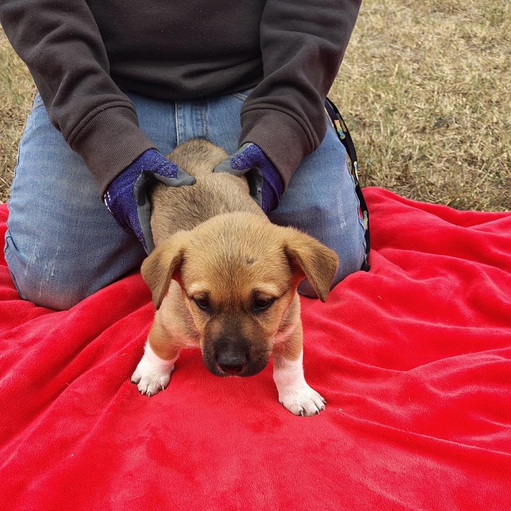 Nicholas, a Adoptable mixed breed in West Islip, NY image 2/3