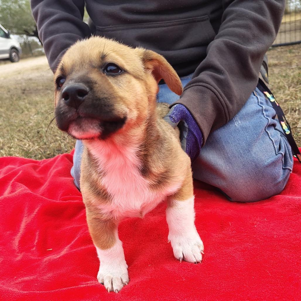 Nicholas, a Adoptable mixed breed in West Islip, NY image 3/3