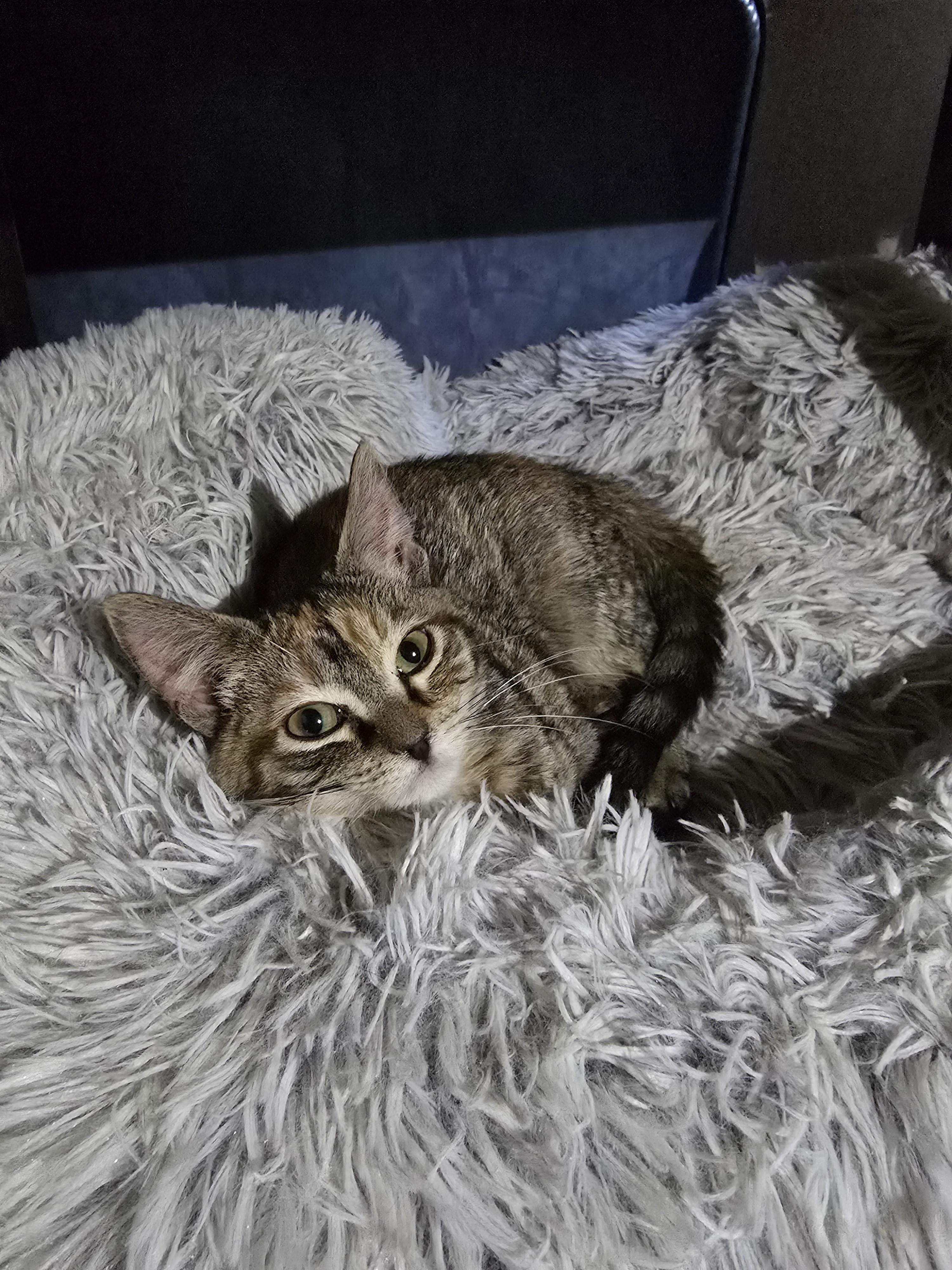 Loona, Adopted, Young Female Domestic Short Hair.