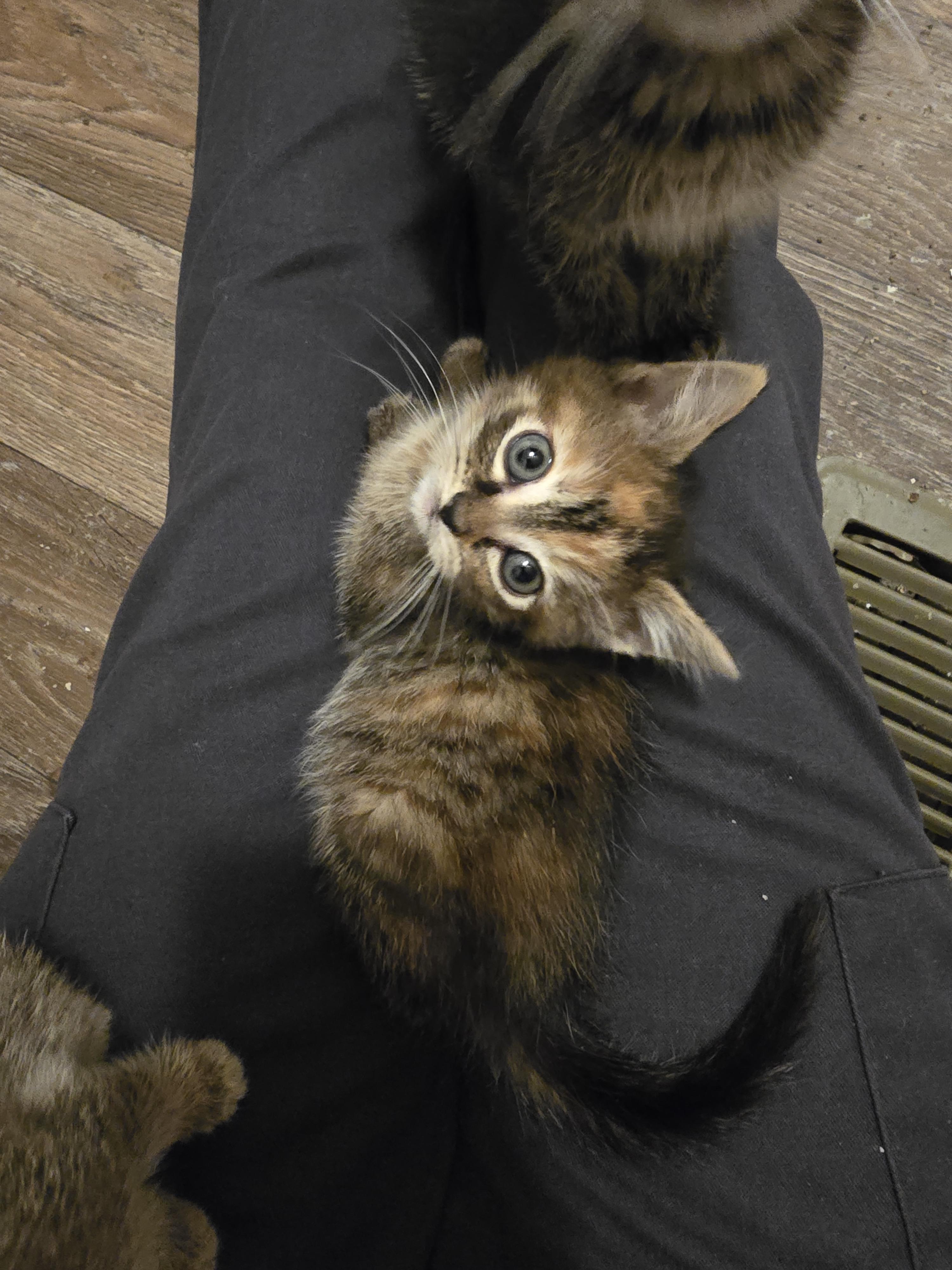 Loona