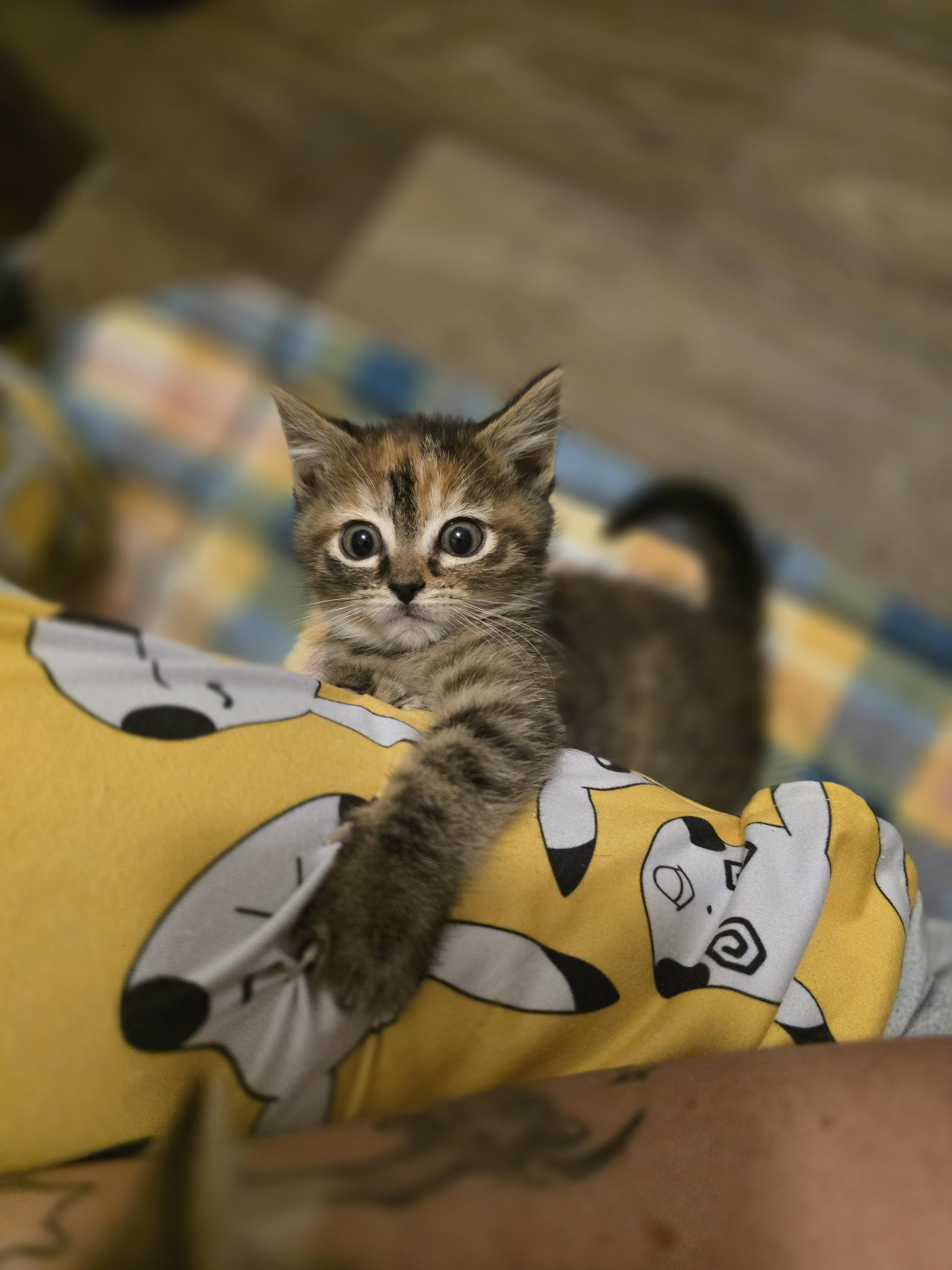 Loona