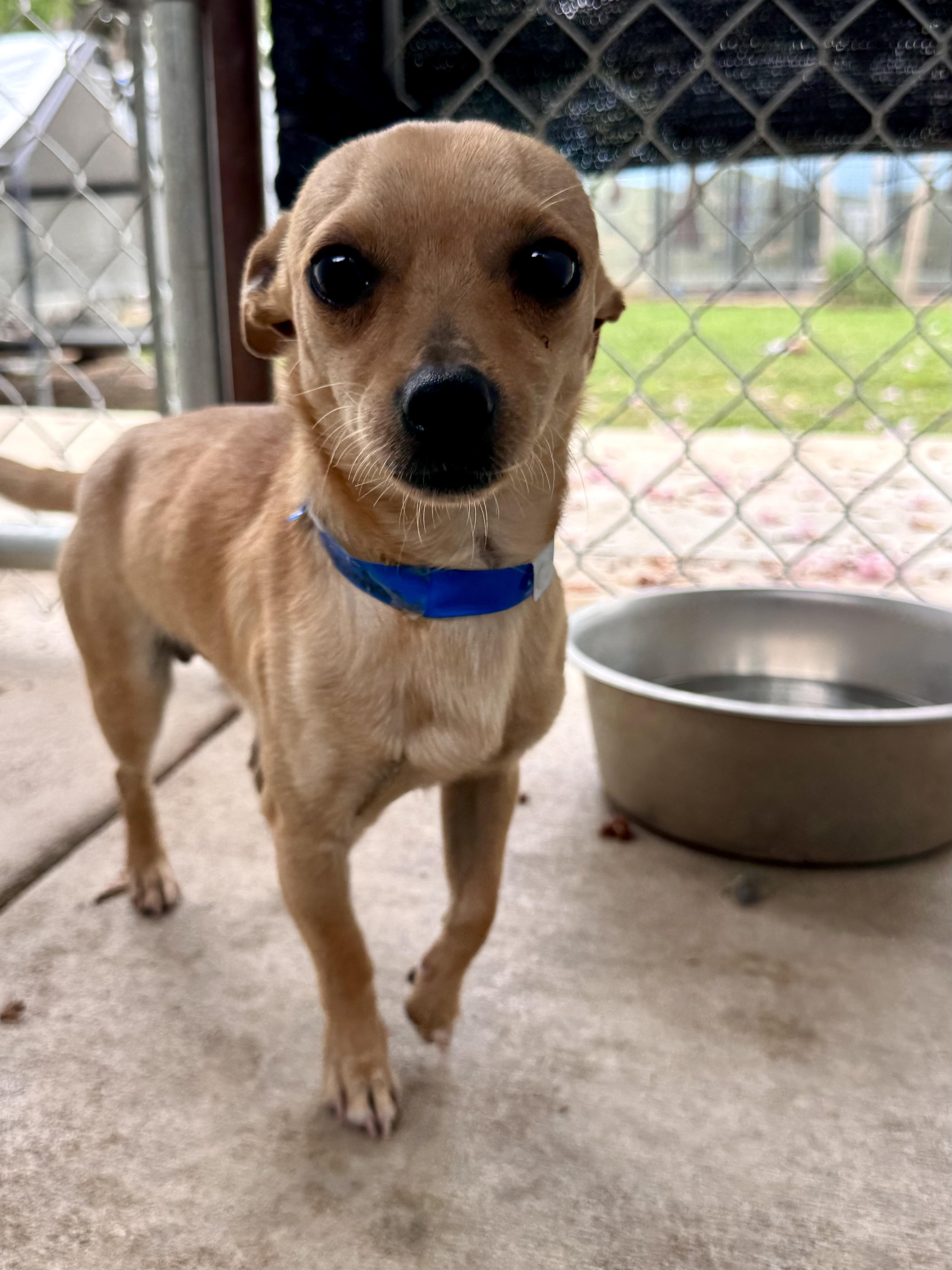 Enlarge BRANDON, a Adoptable mixed breed in Fresno, CA image 4/6