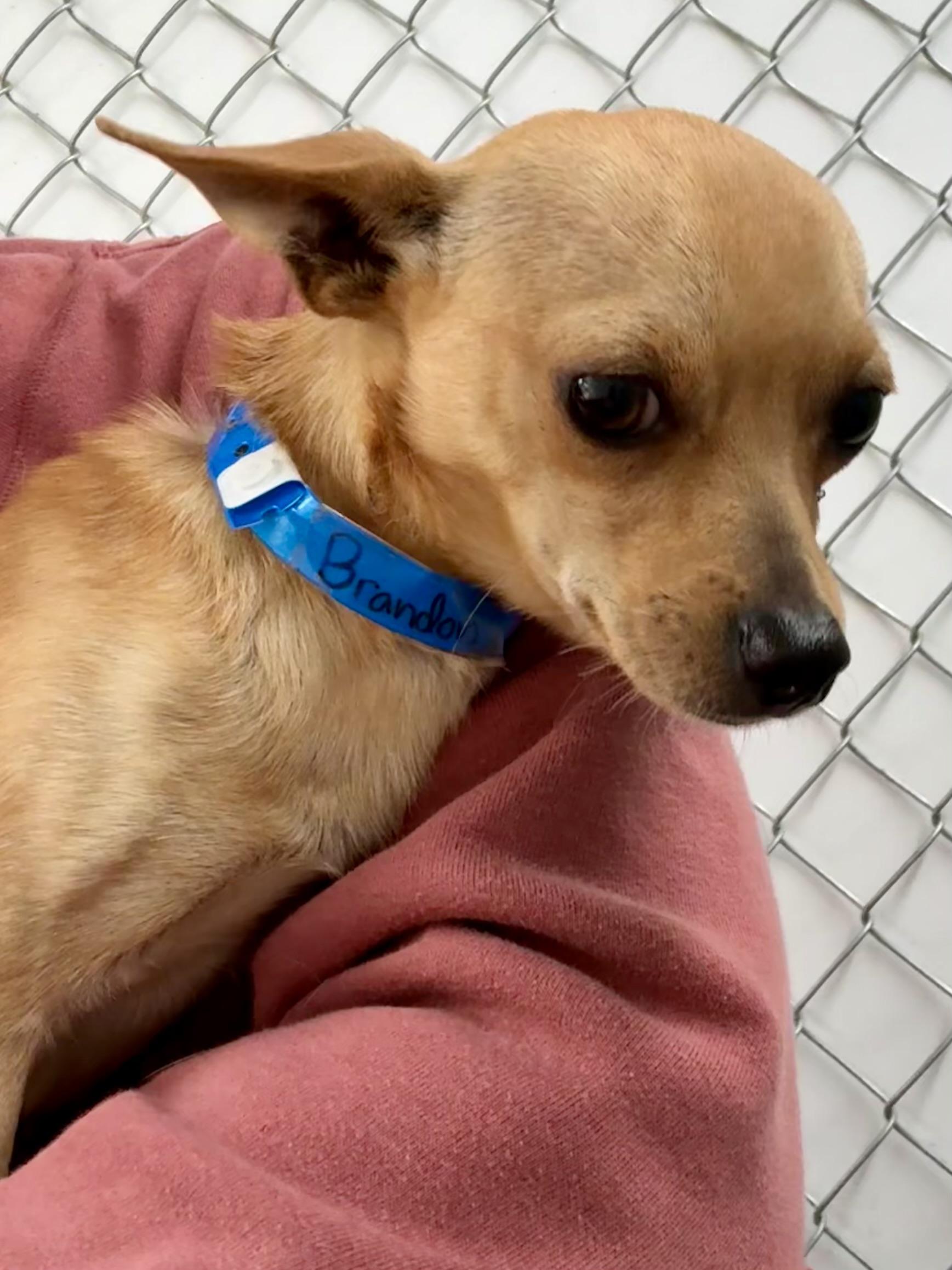 Enlarge BRANDON, a Adoptable mixed breed in Fresno, CA image 5/6