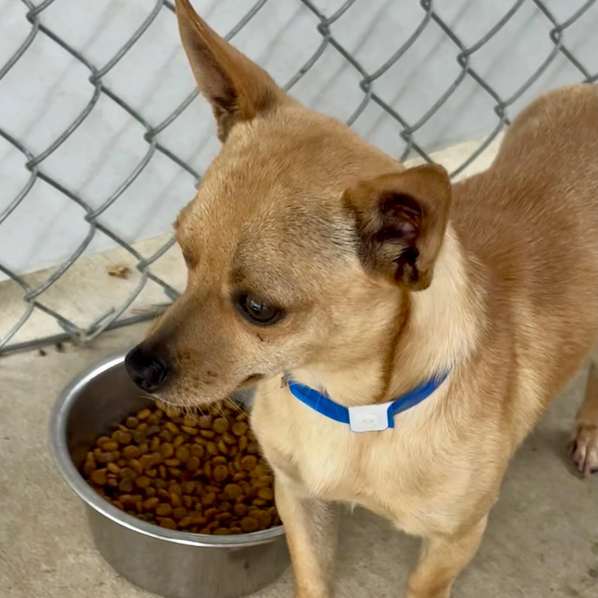 Enlarge BRANDON, a Adoptable mixed breed in Fresno, CA image 2/6