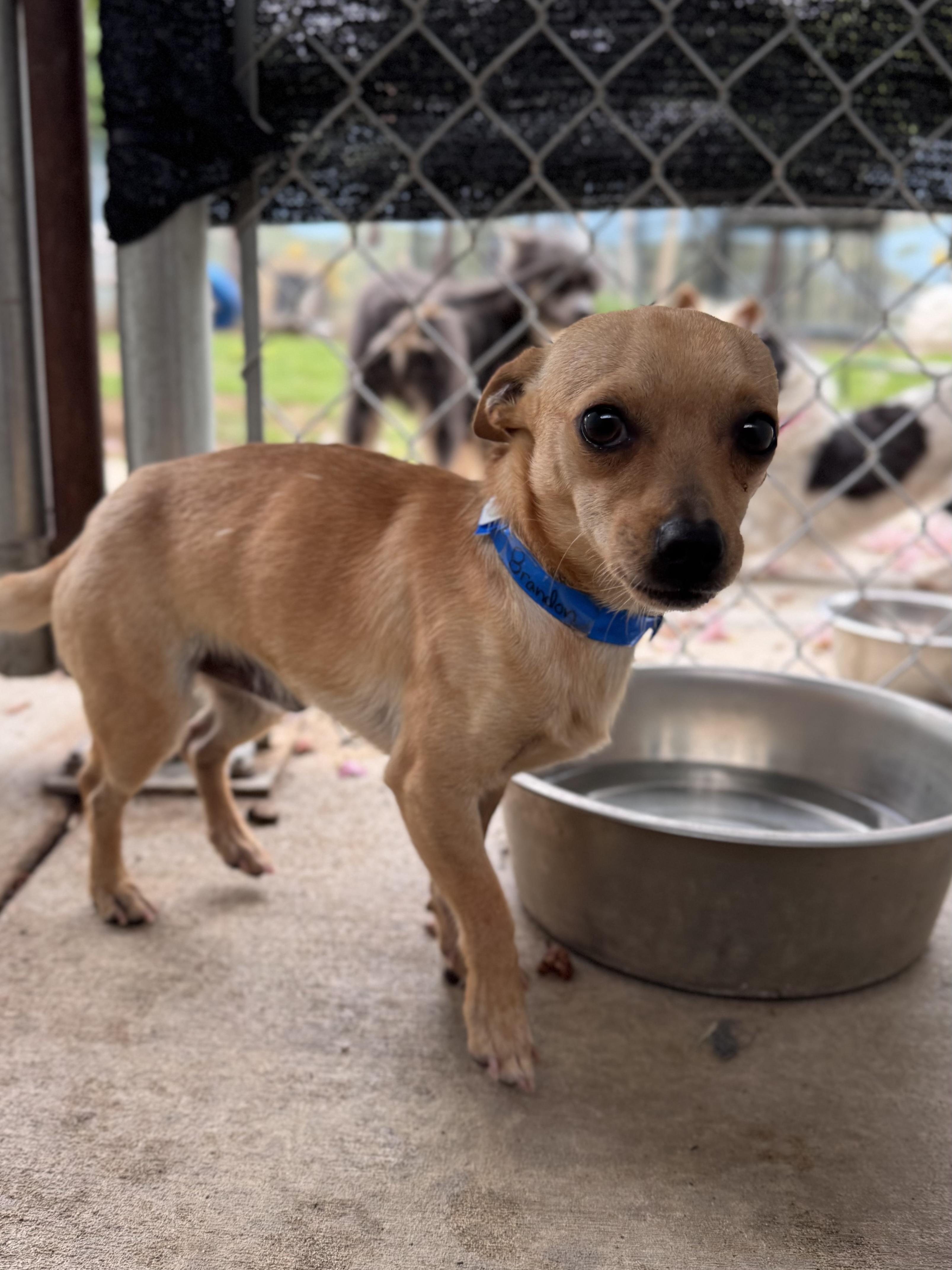 Enlarge BRANDON, a Adoptable mixed breed in Fresno, CA image 1/6