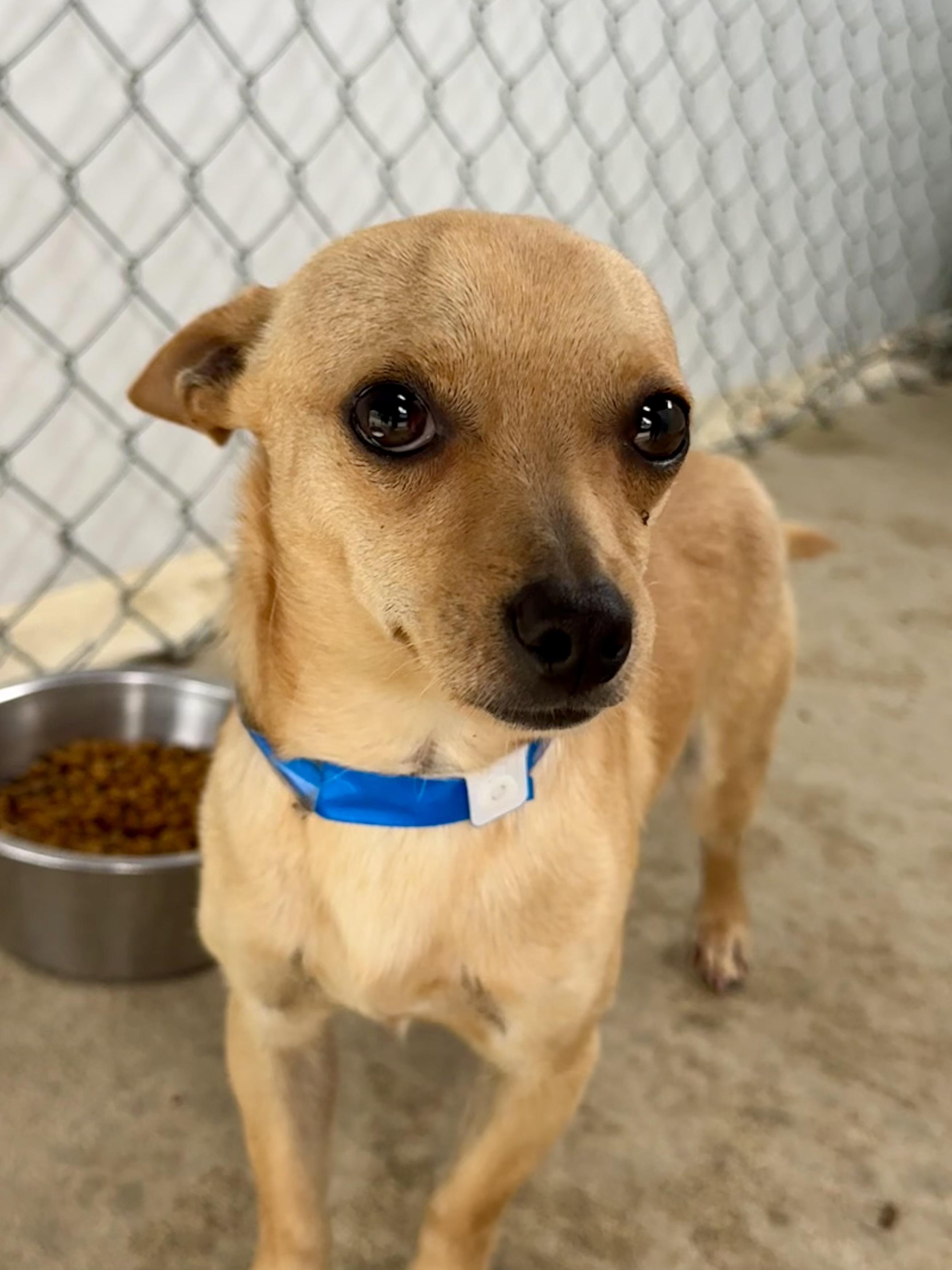 Enlarge BRANDON, a Adoptable mixed breed in Fresno, CA image 3/6
