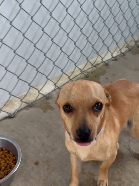 Enlarge BRANDON, a Adoptable mixed breed in Fresno, CA video 6/6