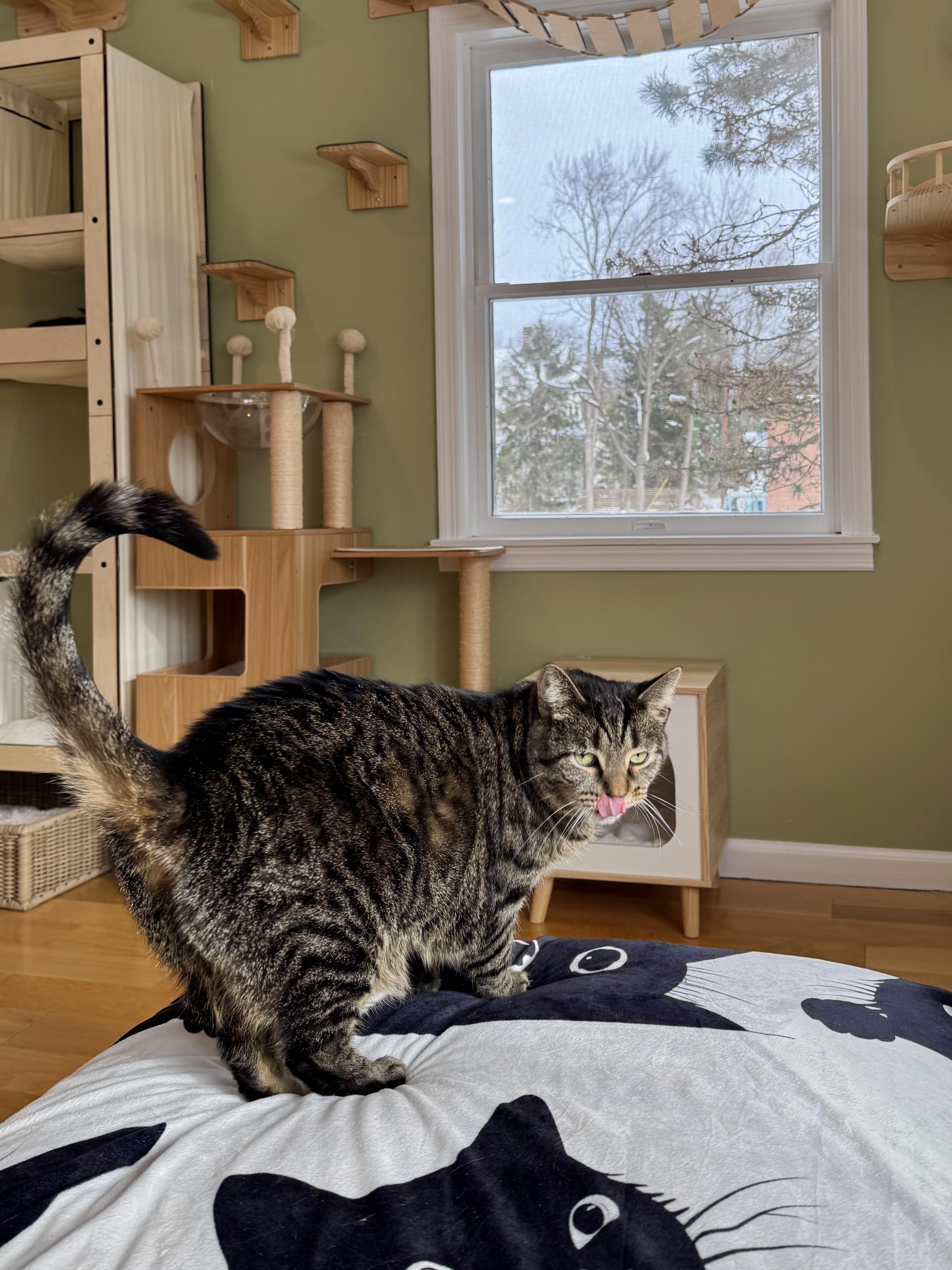 Bindi Irwin, a ADOPTABLE Domestic Short Hair in Ramsey, NJ image 5/5