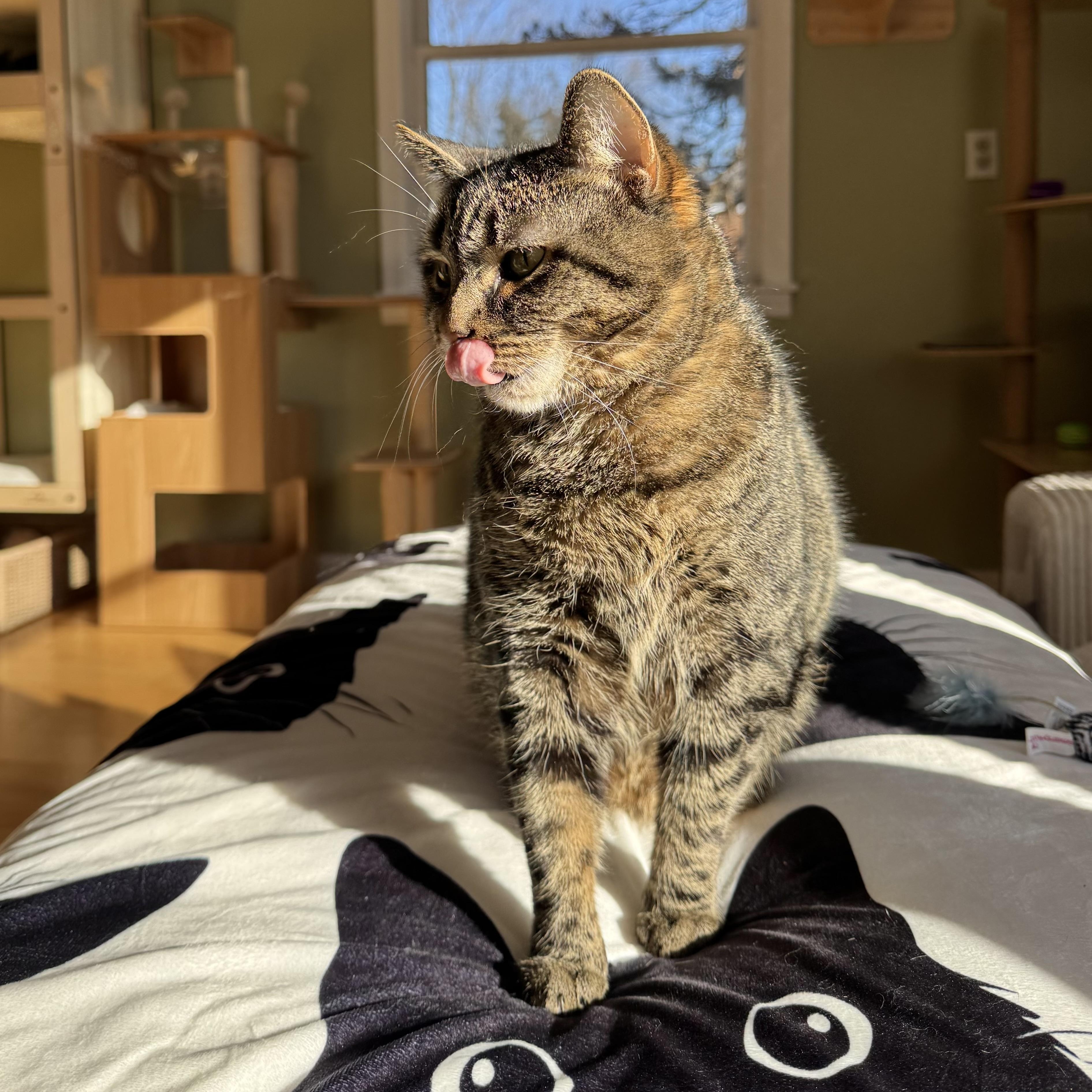 Enlarge Bindi Irwin, a ADOPTABLE Domestic Short Hair in Ramsey, NJ image 3/5