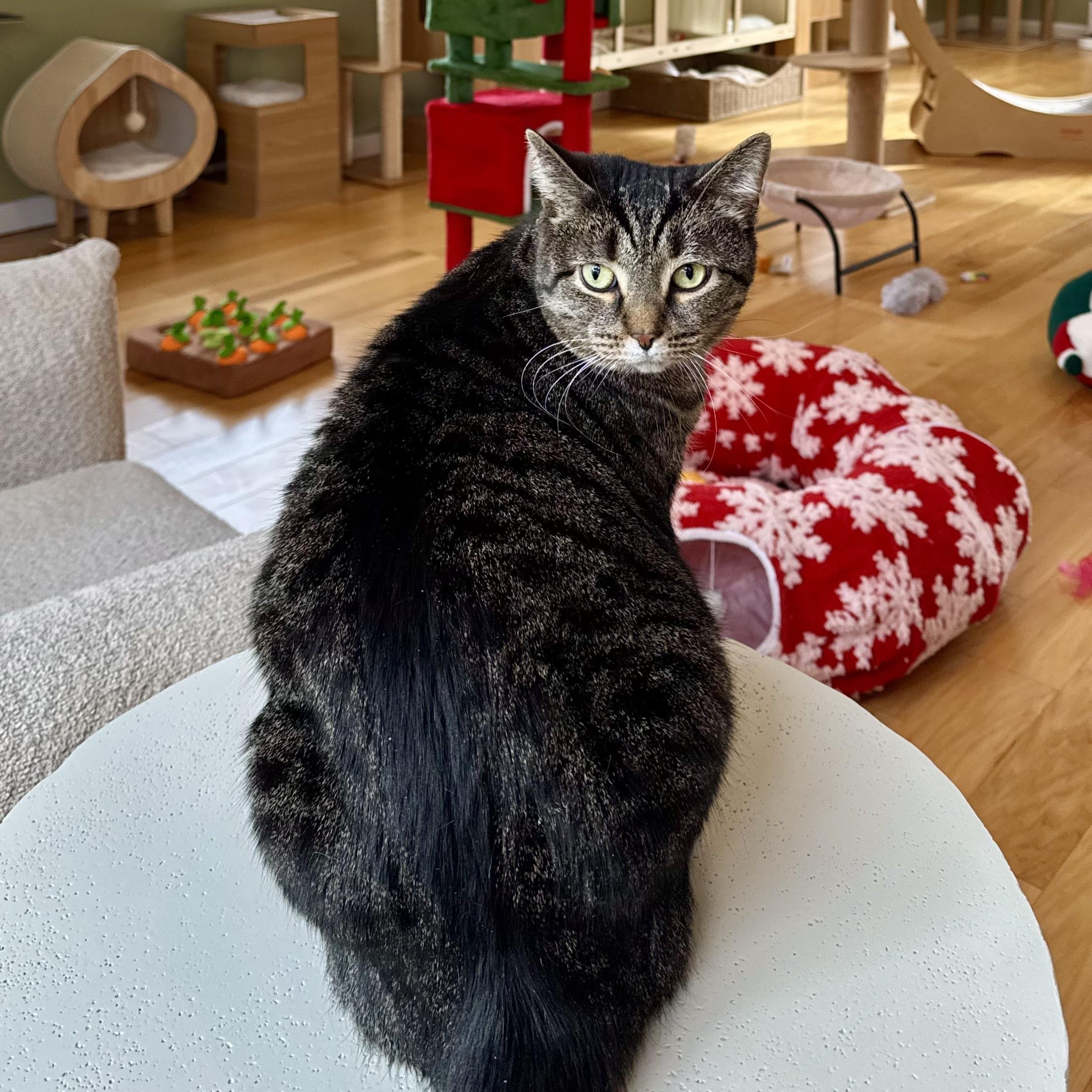 Bindi Irwin, ADOPTABLE, Adult Female Domestic Short Hair.