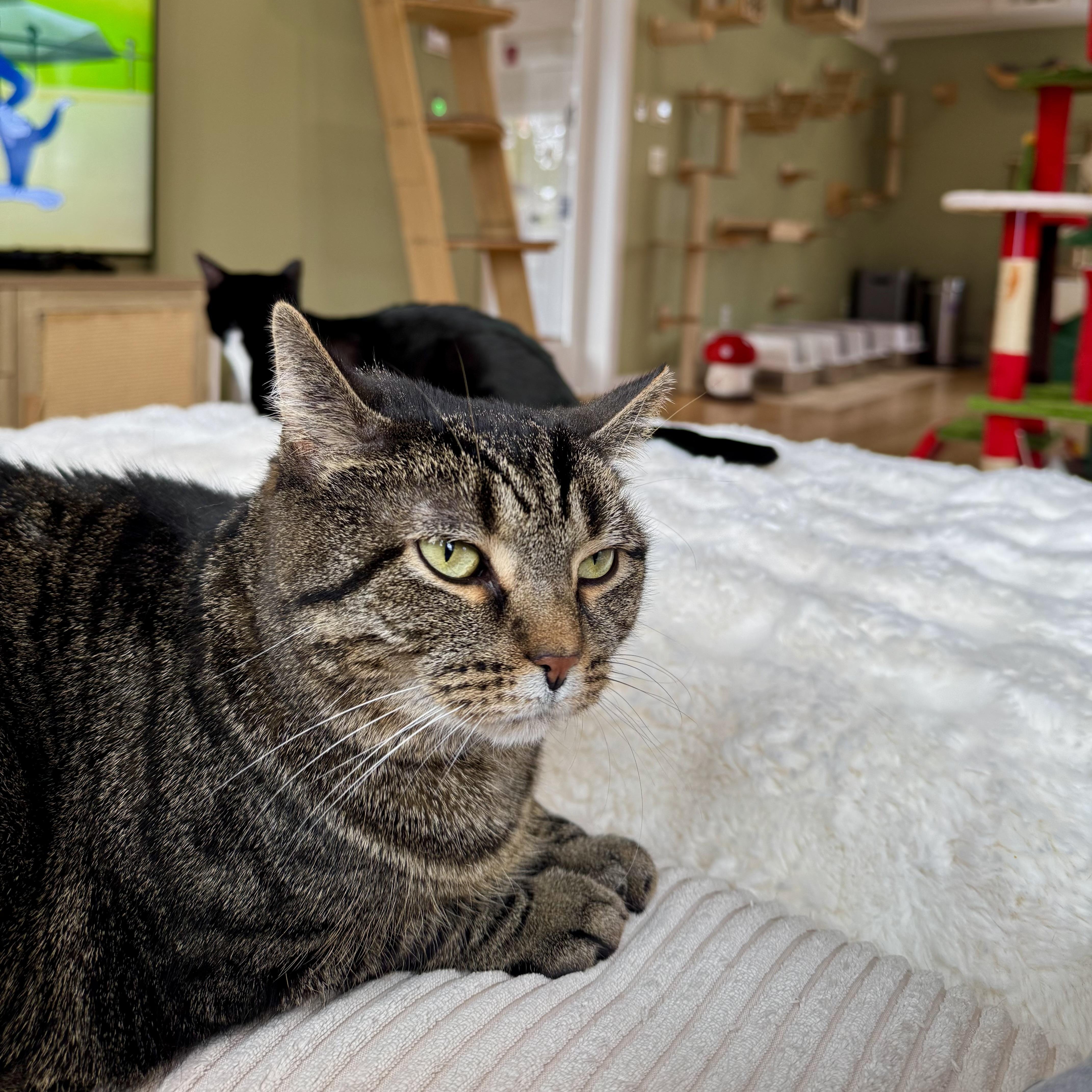 Enlarge Bindi Irwin, a ADOPTABLE Domestic Short Hair in Ramsey, NJ image 5/5