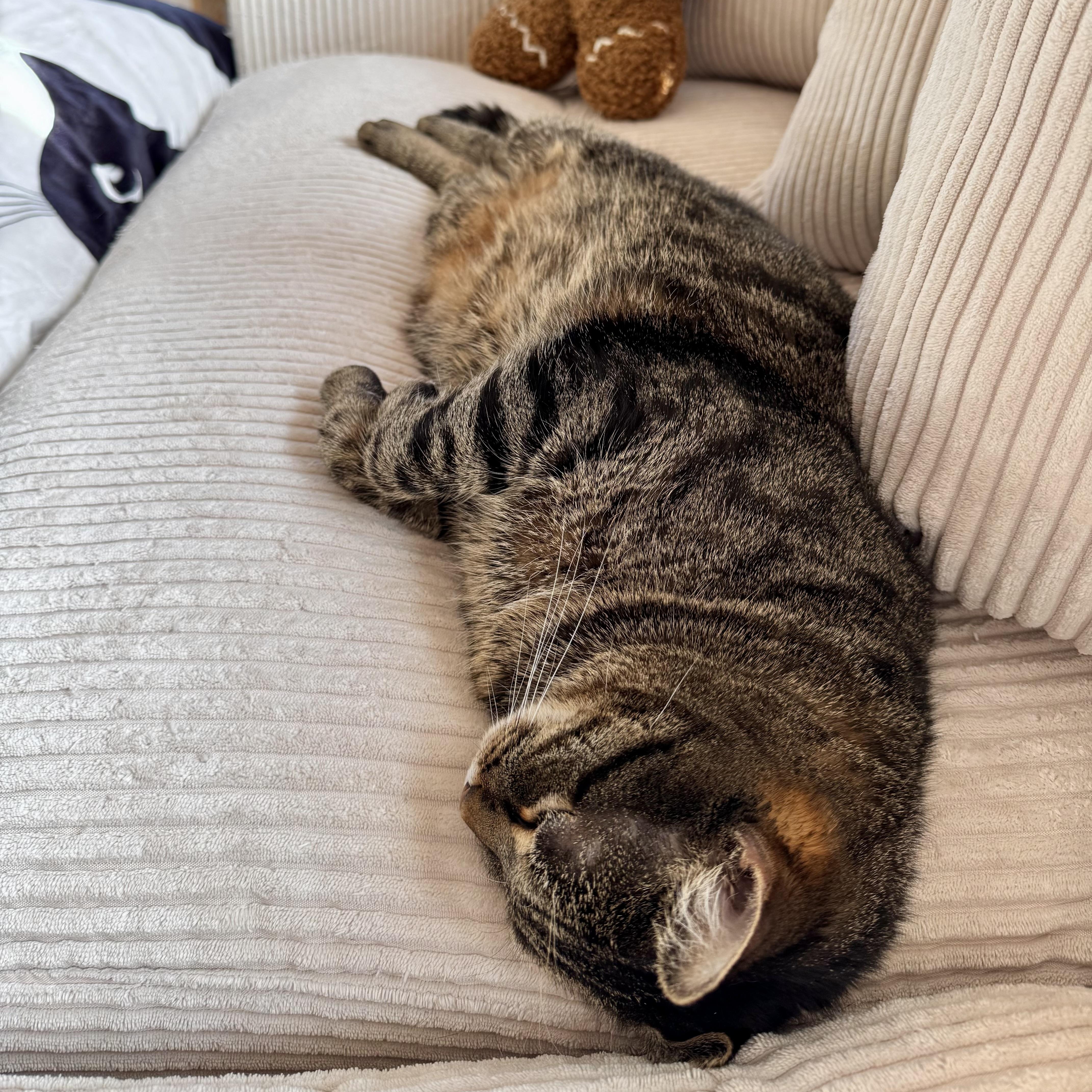 Enlarge Bindi Irwin, a ADOPTABLE Domestic Short Hair in Ramsey, NJ image 4/5