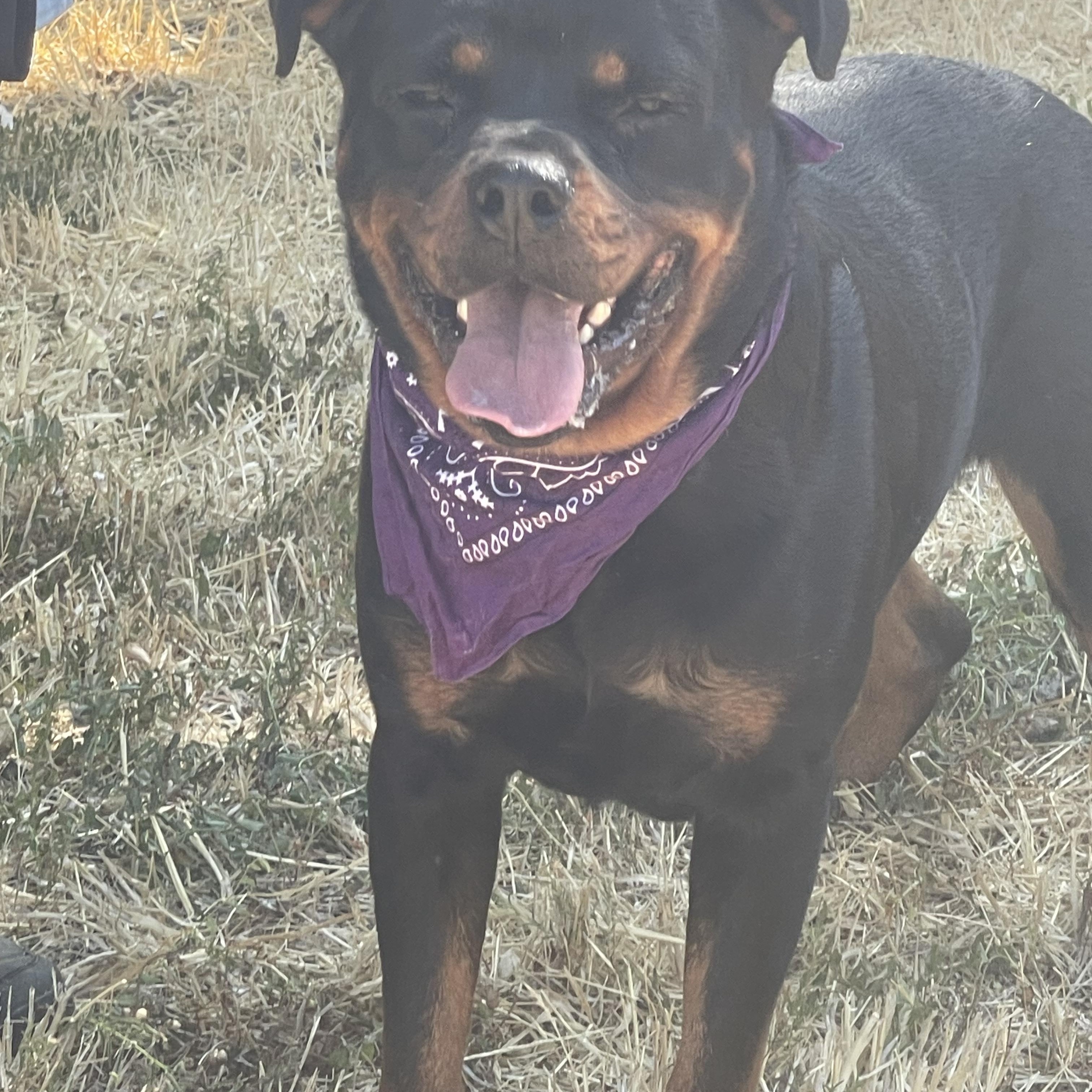 Gunther, a Adoptable Rottweiler in Woodland, CA image 1/2