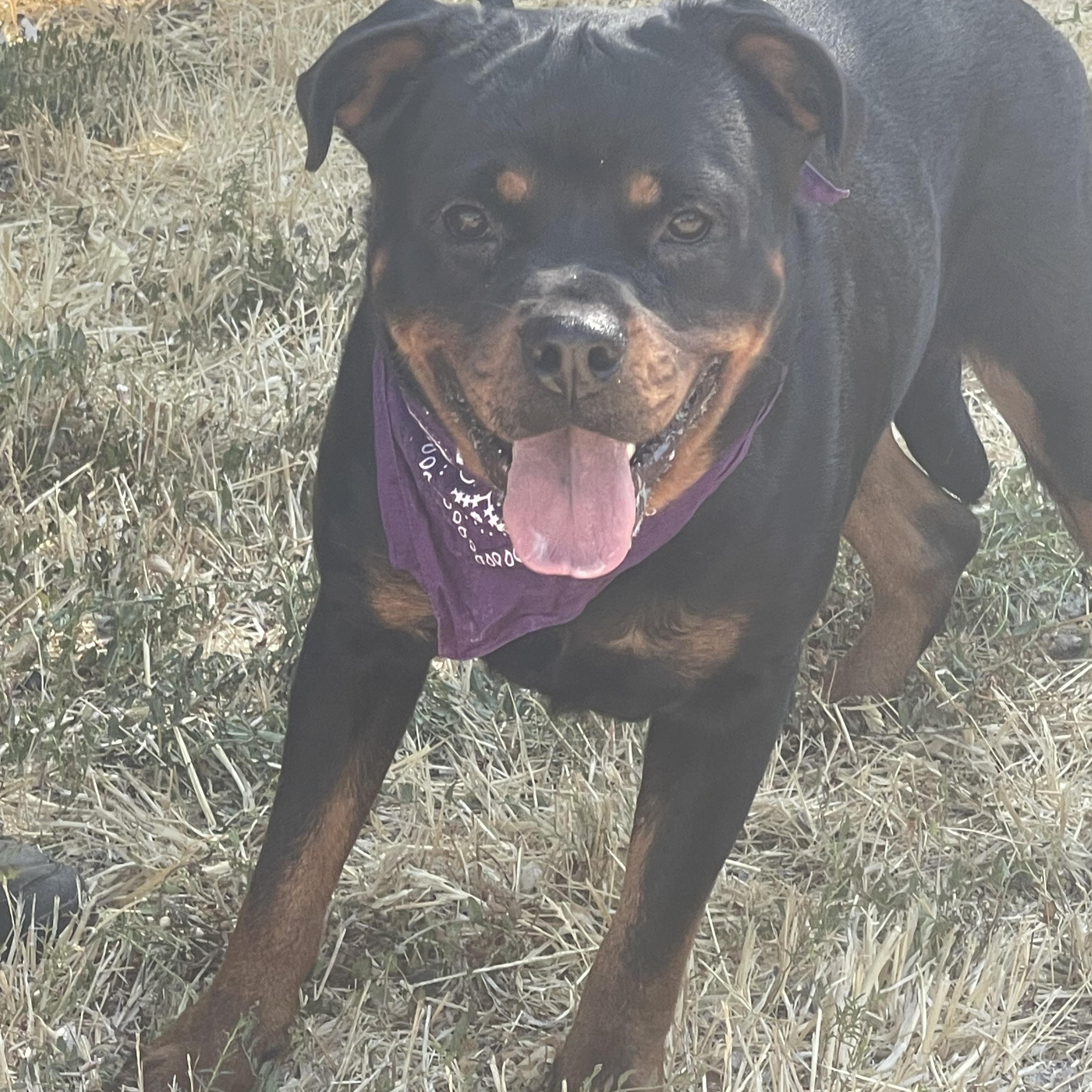 Gunther, a Adoptable Rottweiler in Woodland, CA image 2/2
