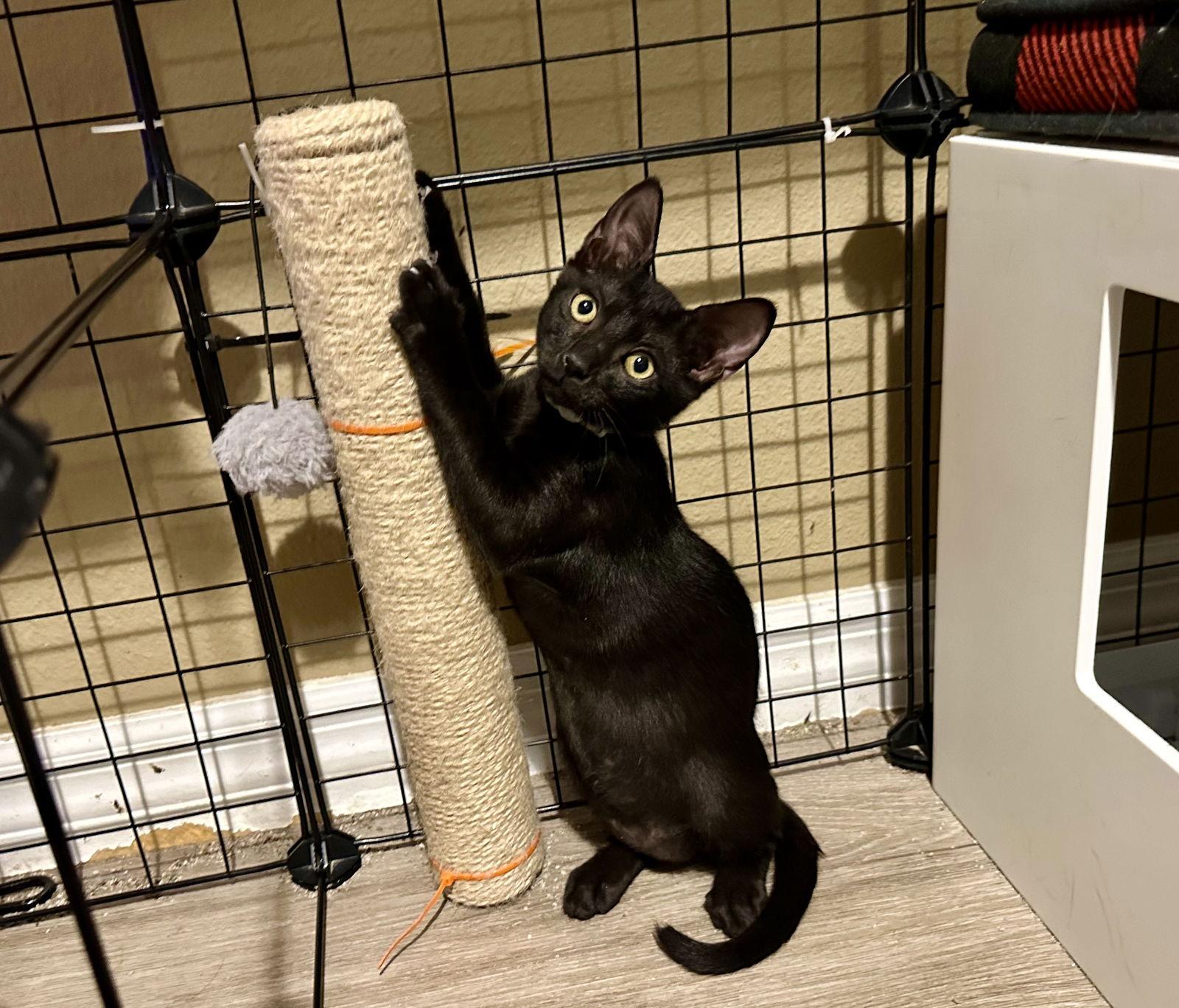 Enlarge Black Hole, a Adoptable Domestic Short Hair in Longwood, FL image 1/3