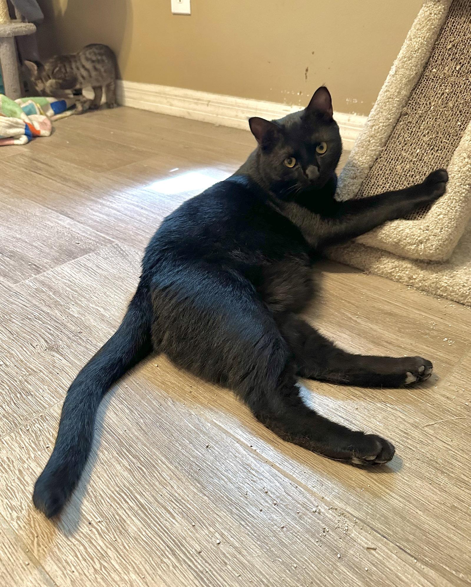 Black Hole, Adoptable, Young Male Domestic Short Hair.