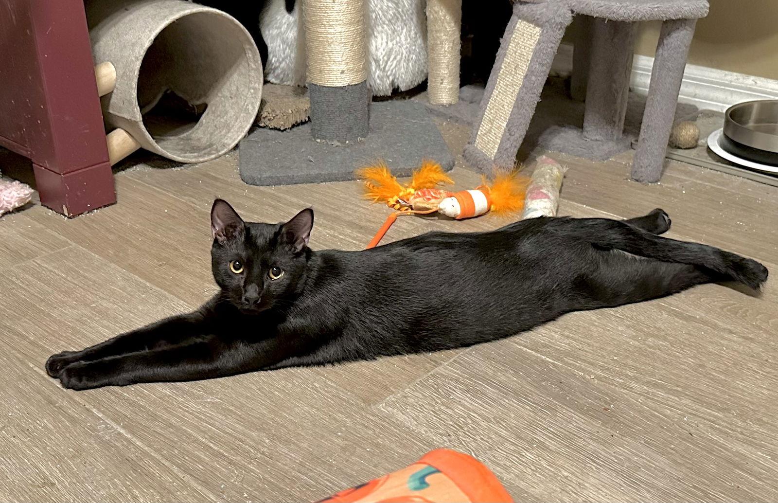Black Hole, Adoptable, Young Male Domestic Short Hair.