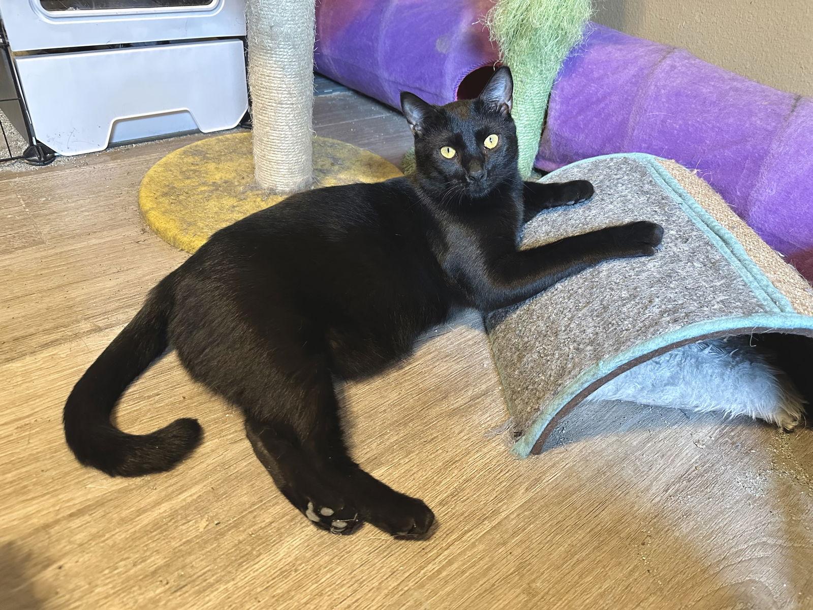 Enlarge Black Hole, a Adoptable Domestic Short Hair in Longwood, FL image 3/3