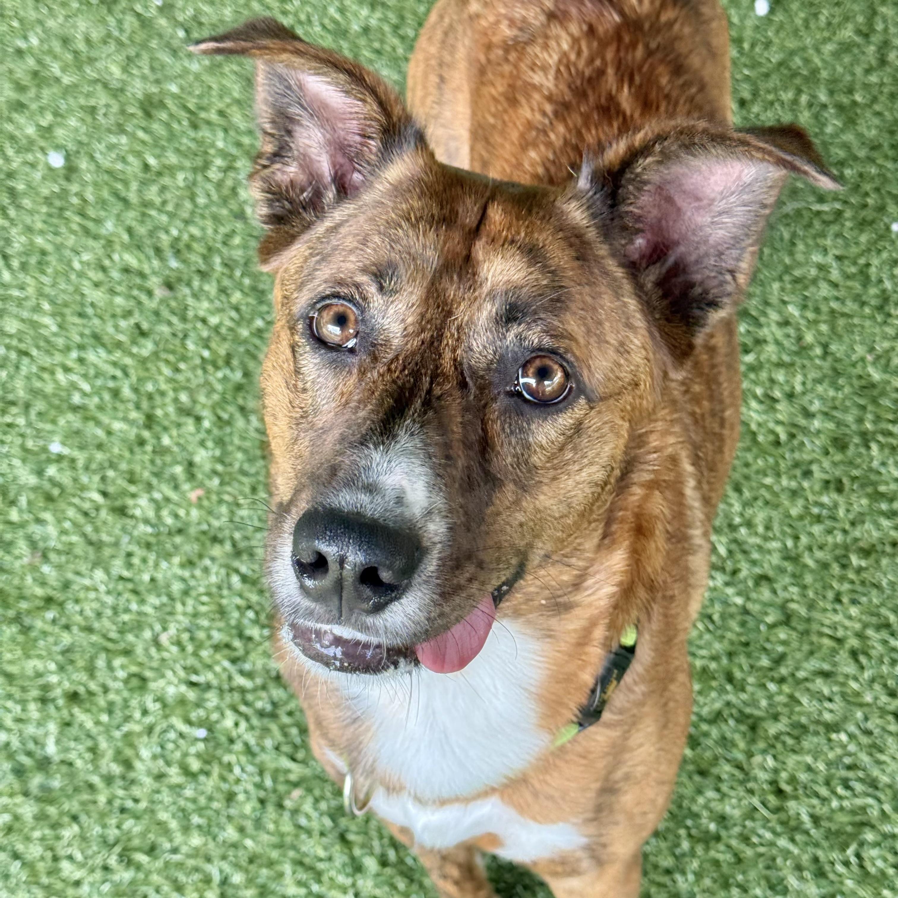 Rilay, ADOPTABLE, Adult Female Retriever.