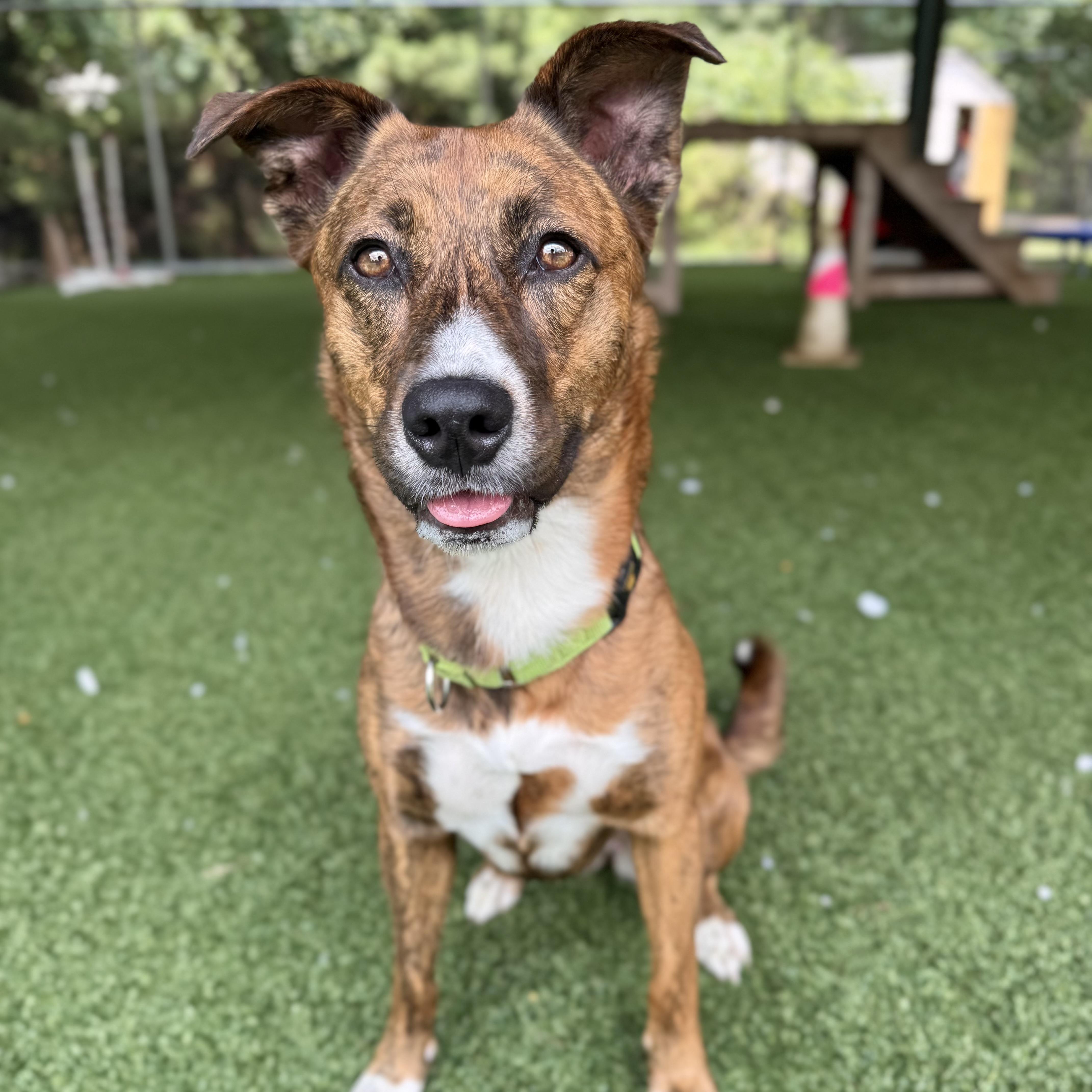 Enlarge Rilay, a ADOPTABLE mixed breed in Eatontown, NJ image 2/6