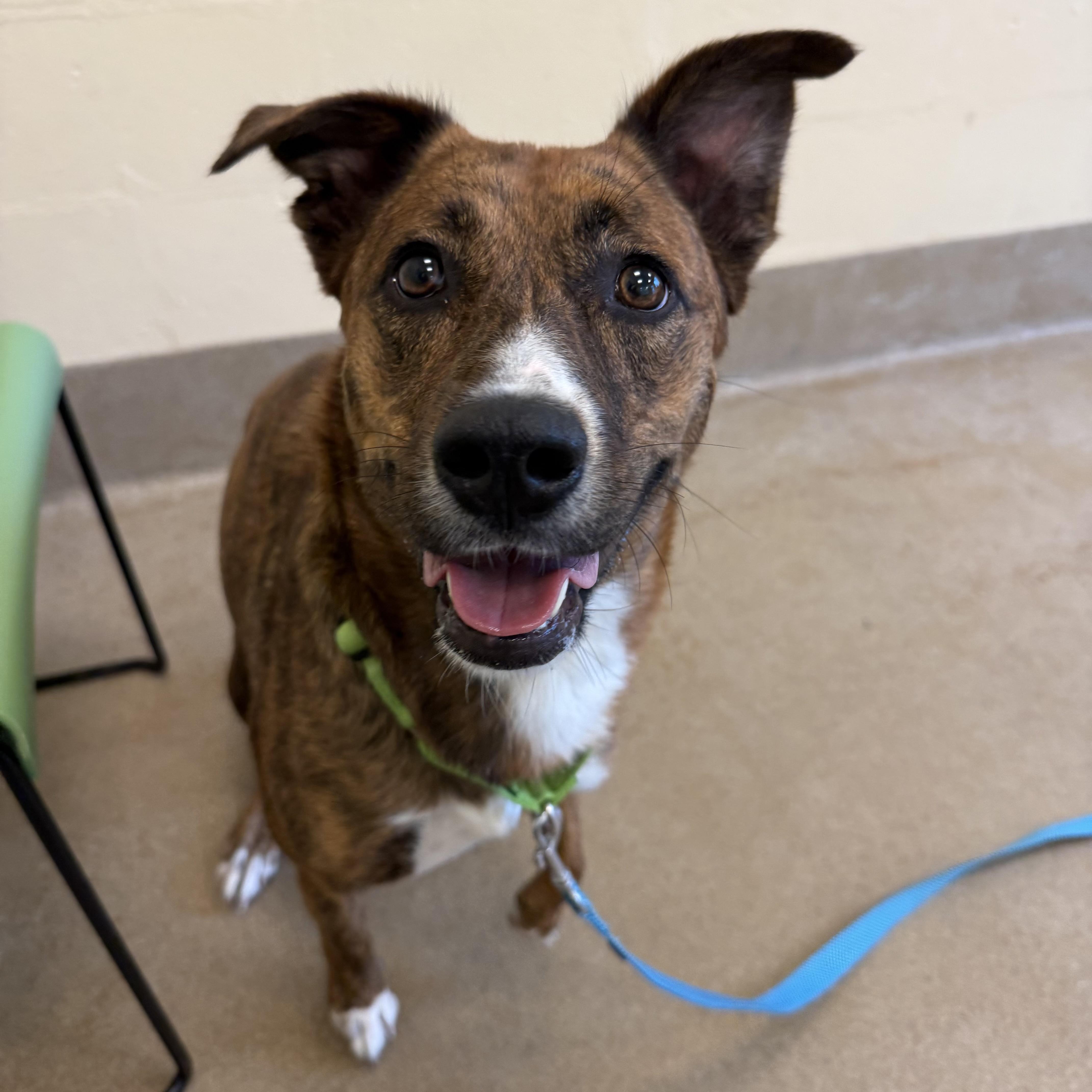 Enlarge Rilay, a ADOPTABLE mixed breed in Eatontown, NJ image 4/6
