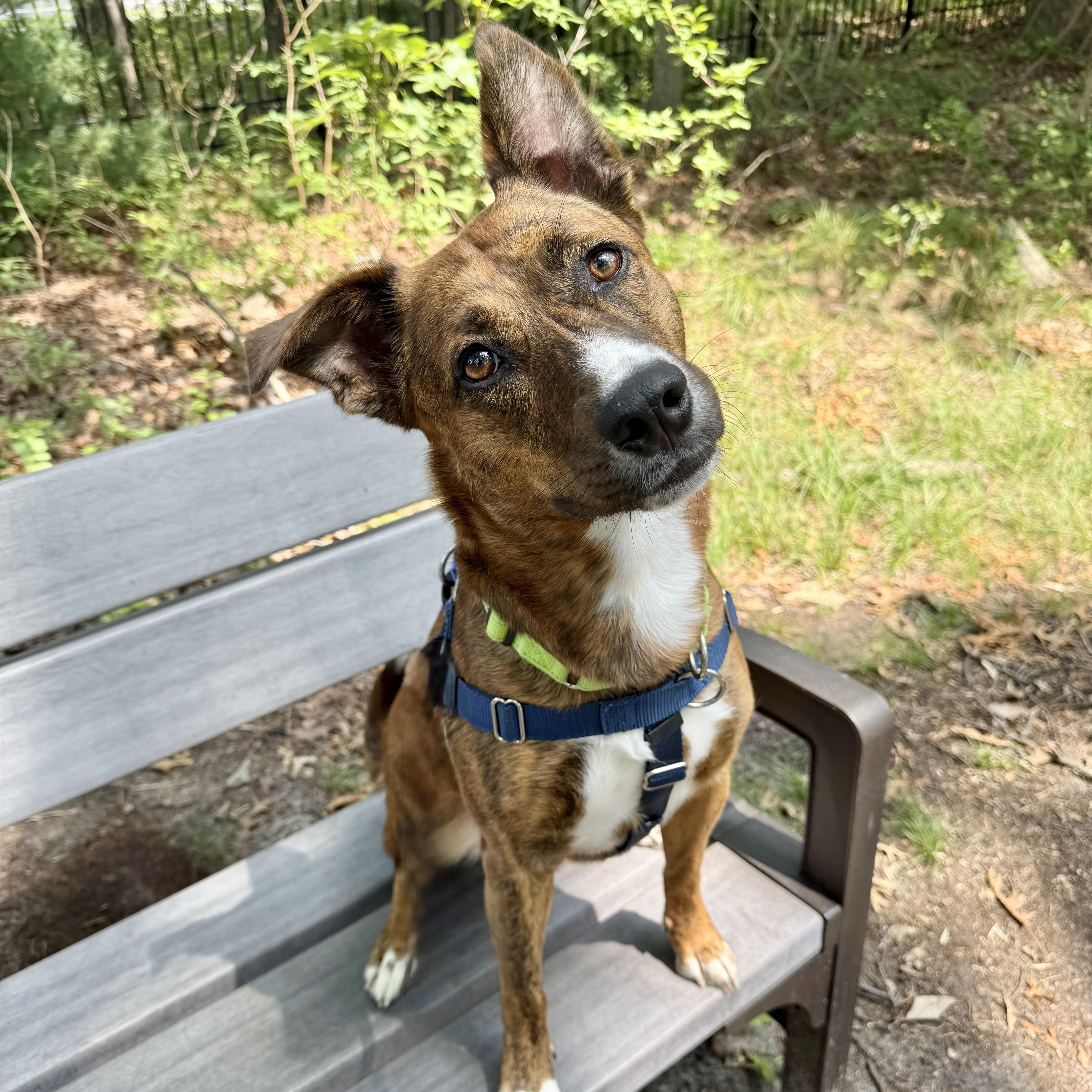 Enlarge Rilay, a ADOPTABLE mixed breed in Eatontown, NJ image 6/6