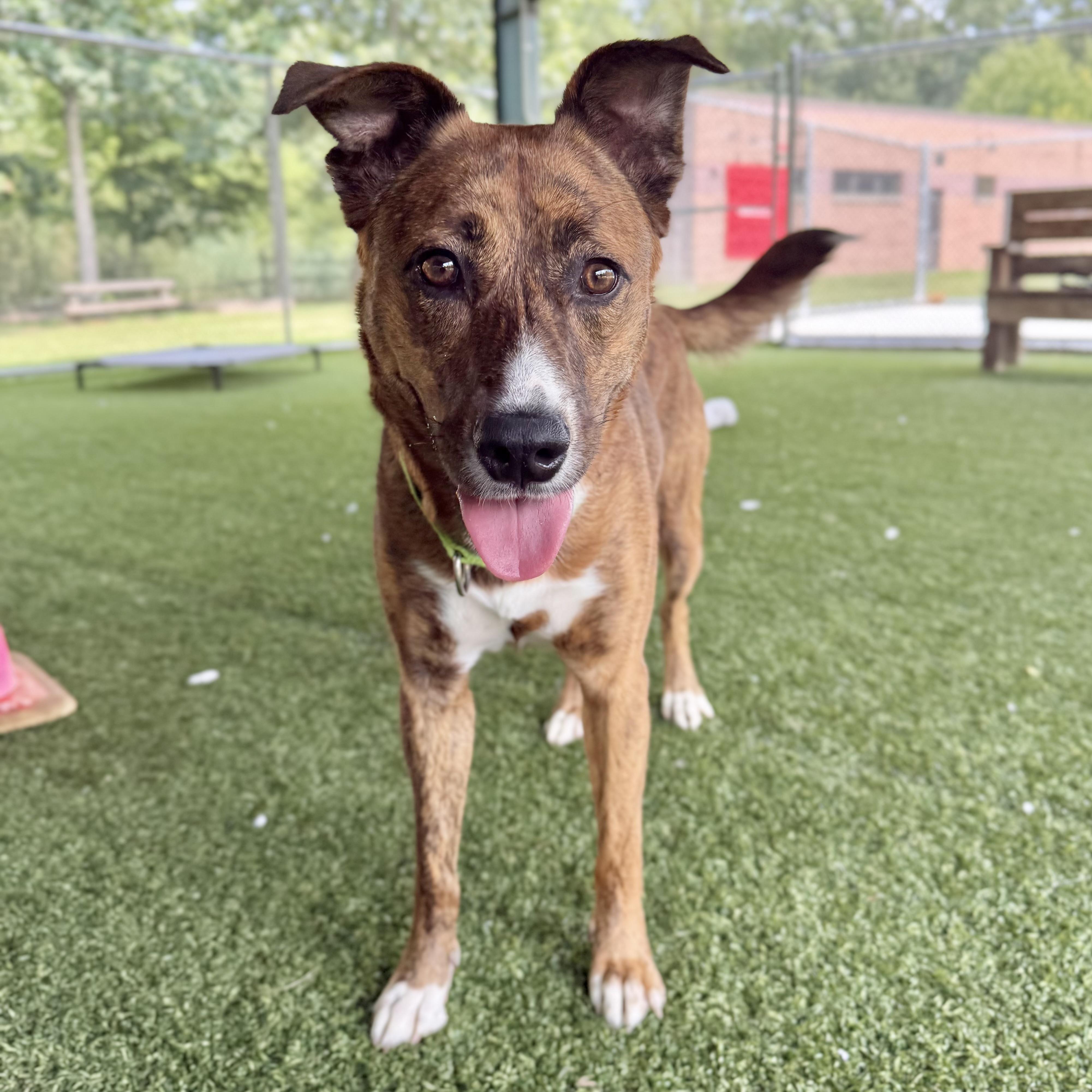 Enlarge Rilay, a ADOPTABLE mixed breed in Eatontown, NJ image 3/6