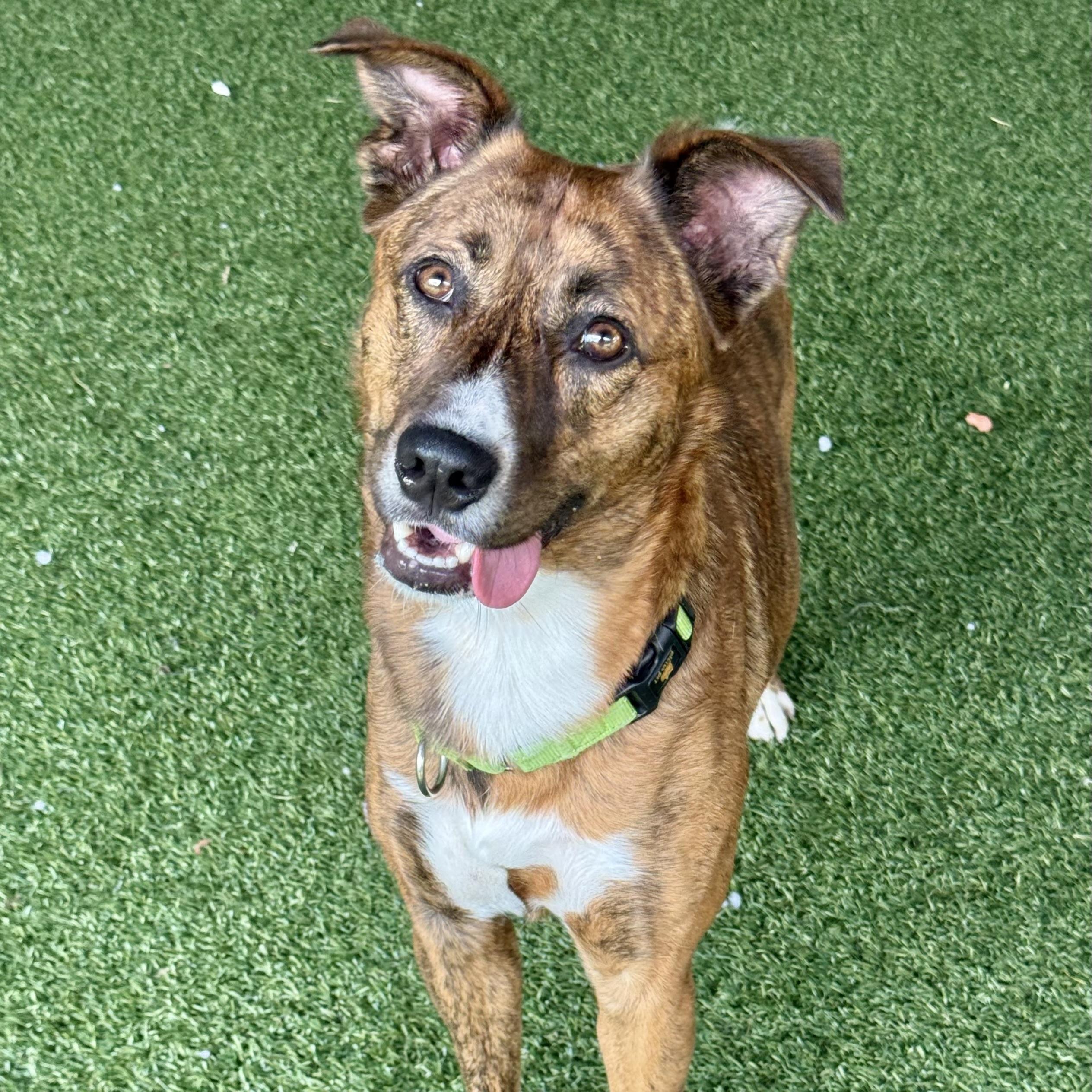 Enlarge Rilay, a ADOPTABLE mixed breed in Eatontown, NJ image 5/6