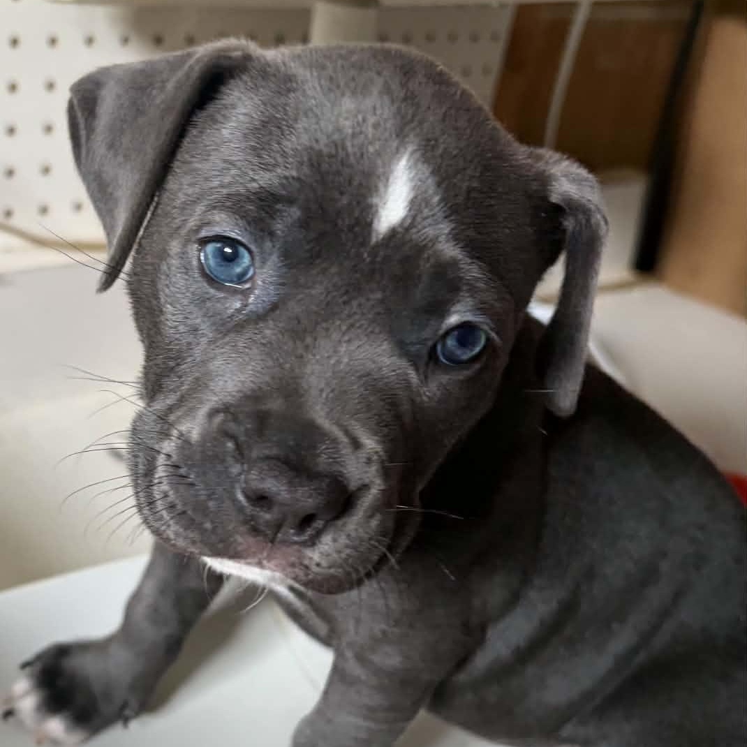 Tortilla, adopted, Puppy Female American Staffordshire Terrier.