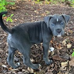 Tortilla, an adopted mixed breed in O'Fallon, MO image 3/4
