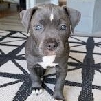 Tortilla, an adopted mixed breed in O'Fallon, MO image 2/4