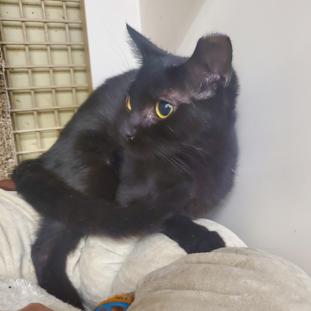 Ember, Adoptable, Young Female Domestic Short Hair.