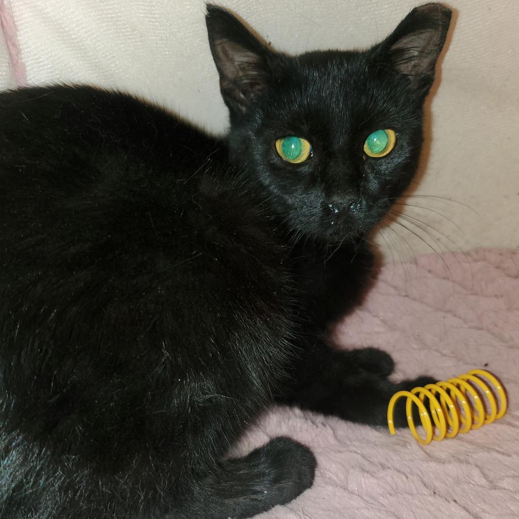 Enlarge Ember, a Adoptable Domestic Short Hair in Union, MO image 2/5