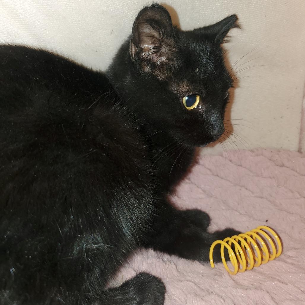 Enlarge Ember, a Adoptable Domestic Short Hair in Union, MO image 3/5