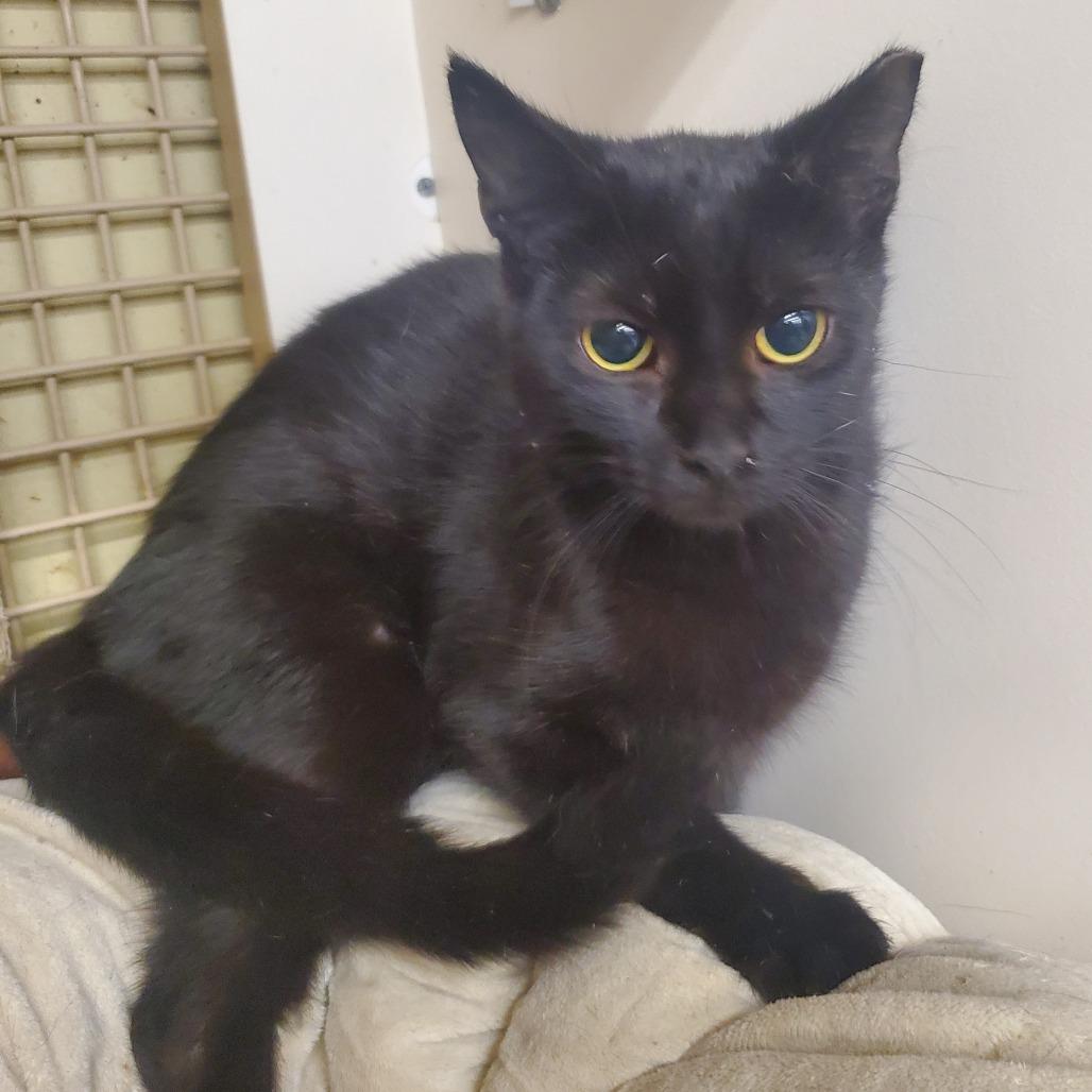 Enlarge Ember, a Adoptable Domestic Short Hair in Union, MO image 4/5