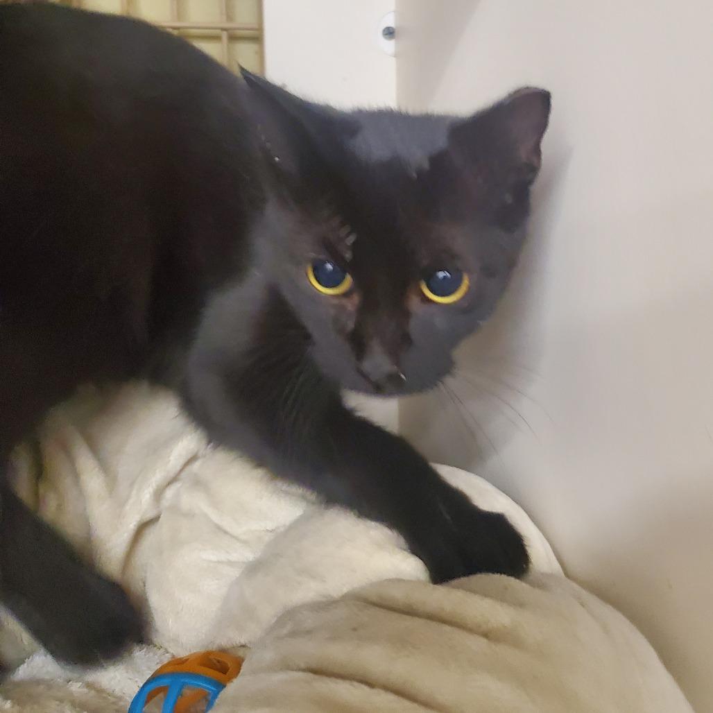 Enlarge Ember, a Adoptable Domestic Short Hair in Union, MO image 5/5