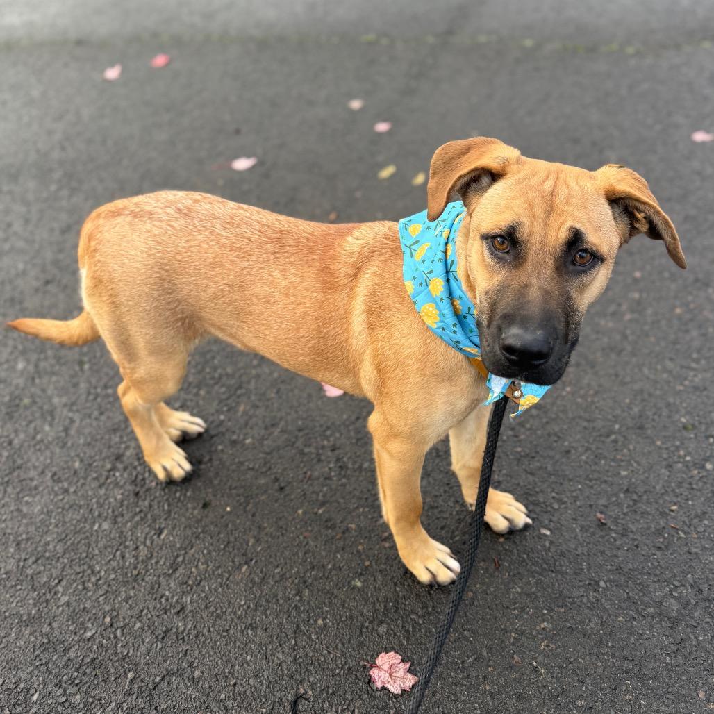 Gwyneth, Adoptable, Young Female Shepherd.