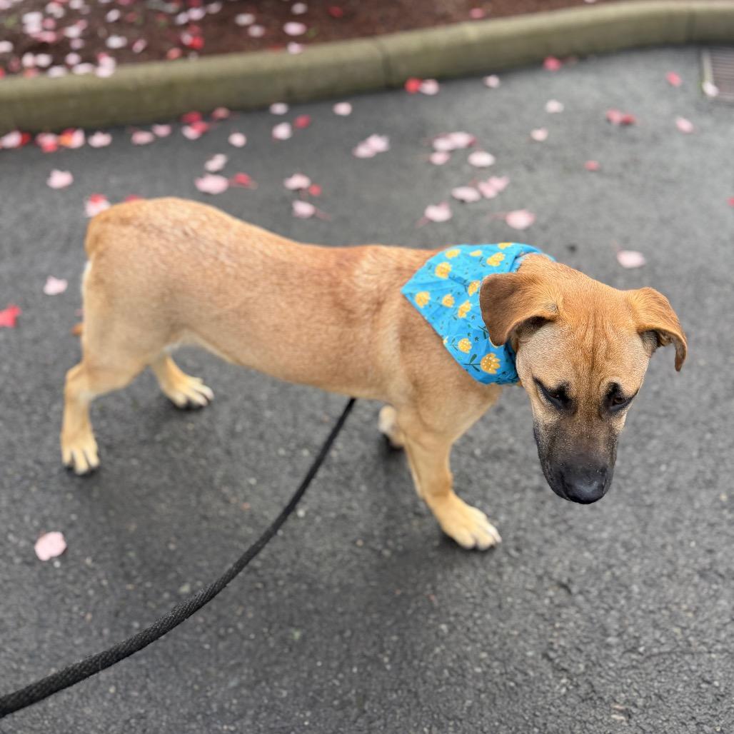 Enlarge Gwyneth, a Adoptable mixed breed in Newberg, OR image 3/6