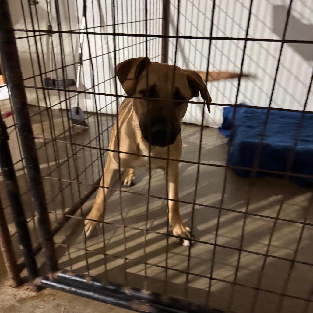 Enlarge Gwyneth, a Adoptable mixed breed in Newberg, OR image 4/6