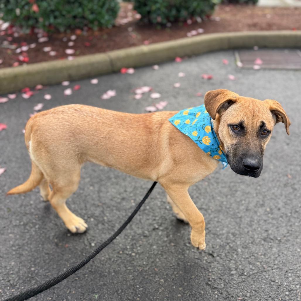 Enlarge Gwyneth, a Adoptable mixed breed in Newberg, OR image 6/6