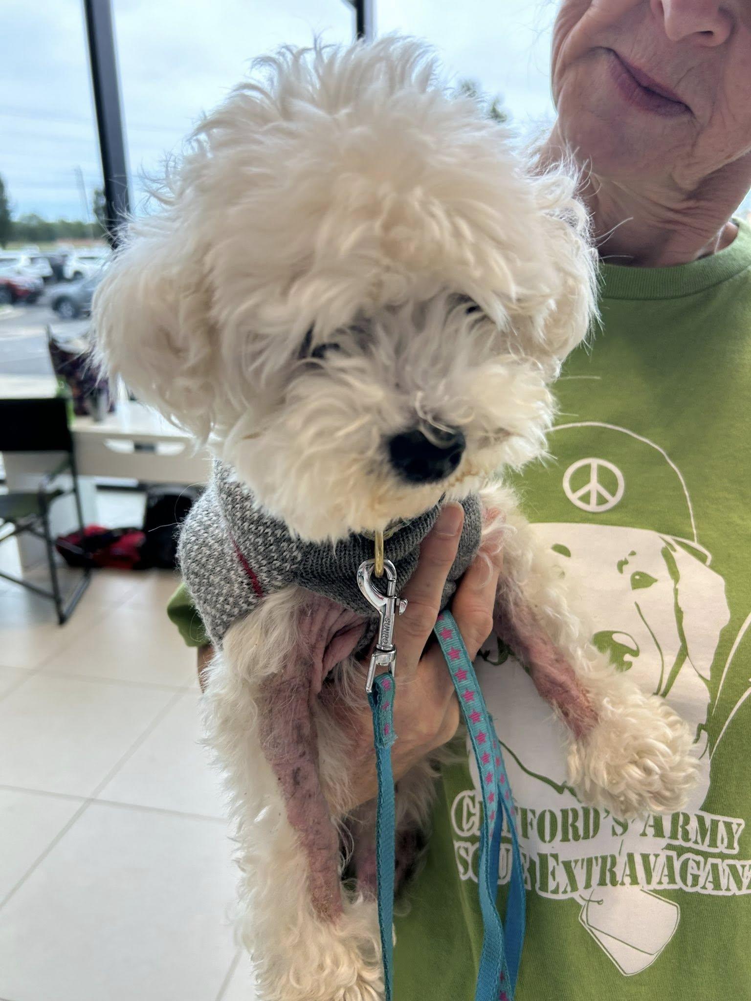 Daisy Mae, adopted, Senior Female Maltese.