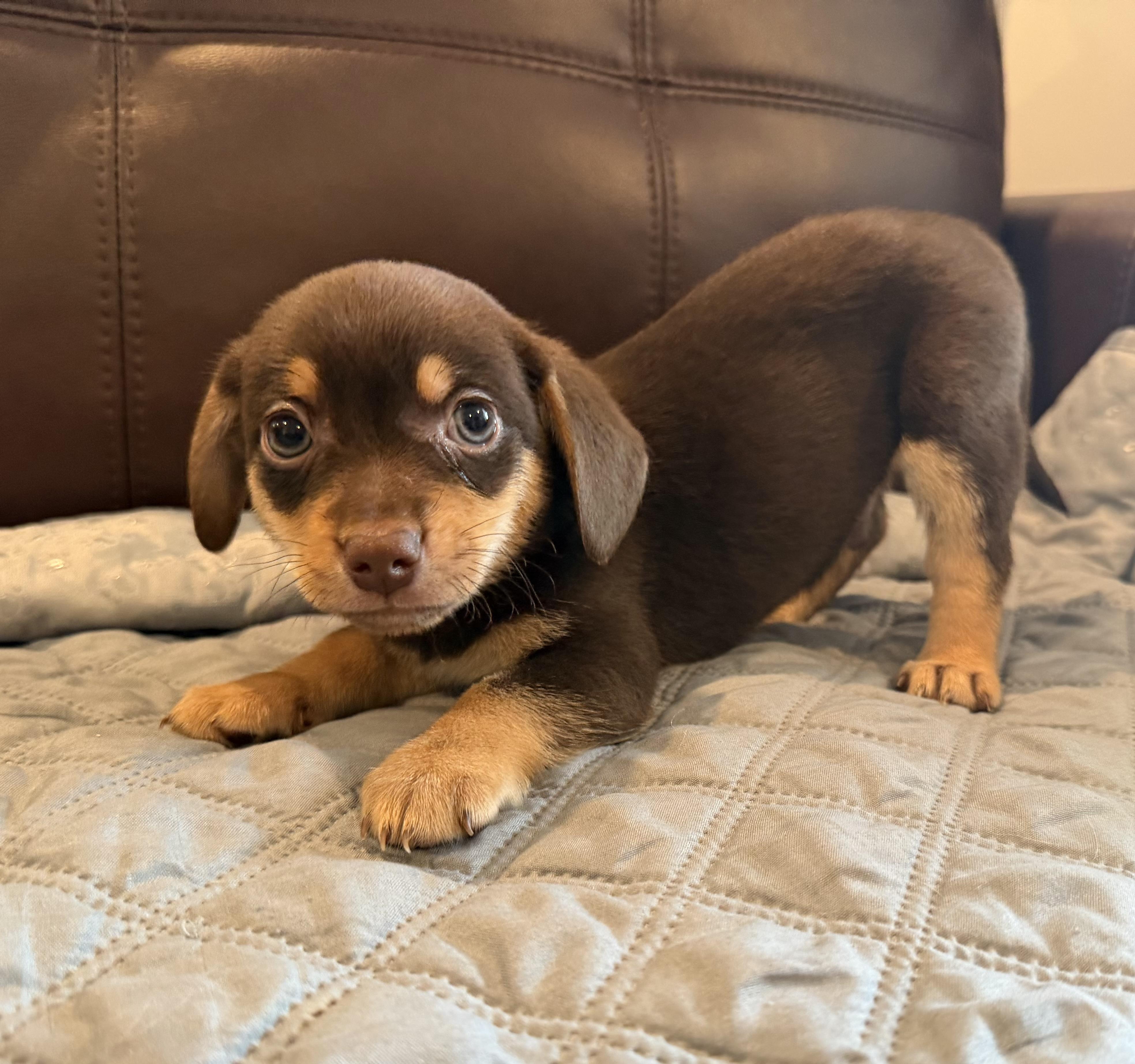 Enlarge Marlon, a Adoptable mixed breed in Pelham, NH image 3/6