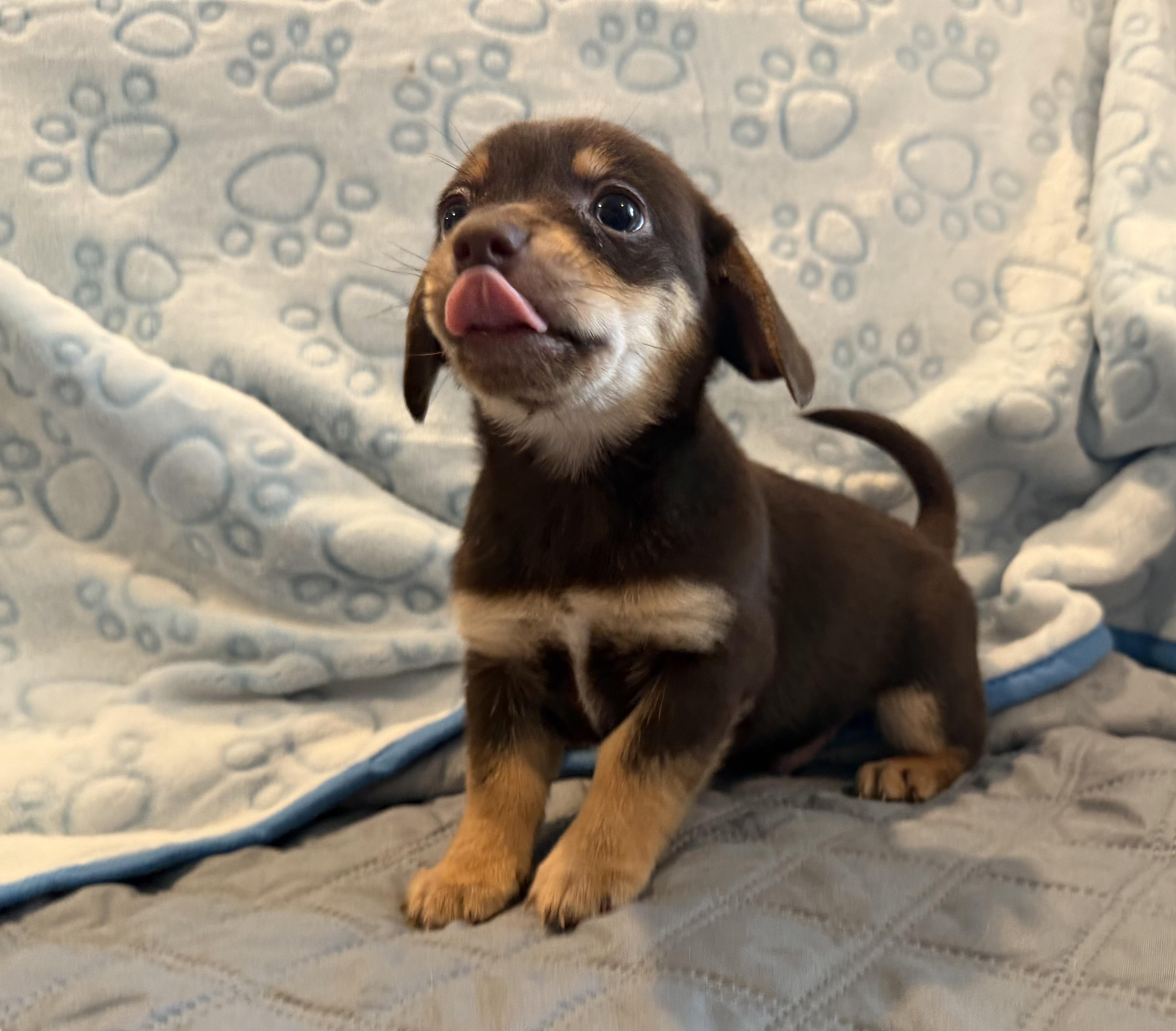 Enlarge Marlon, a Adoptable mixed breed in Pelham, NH image 5/6
