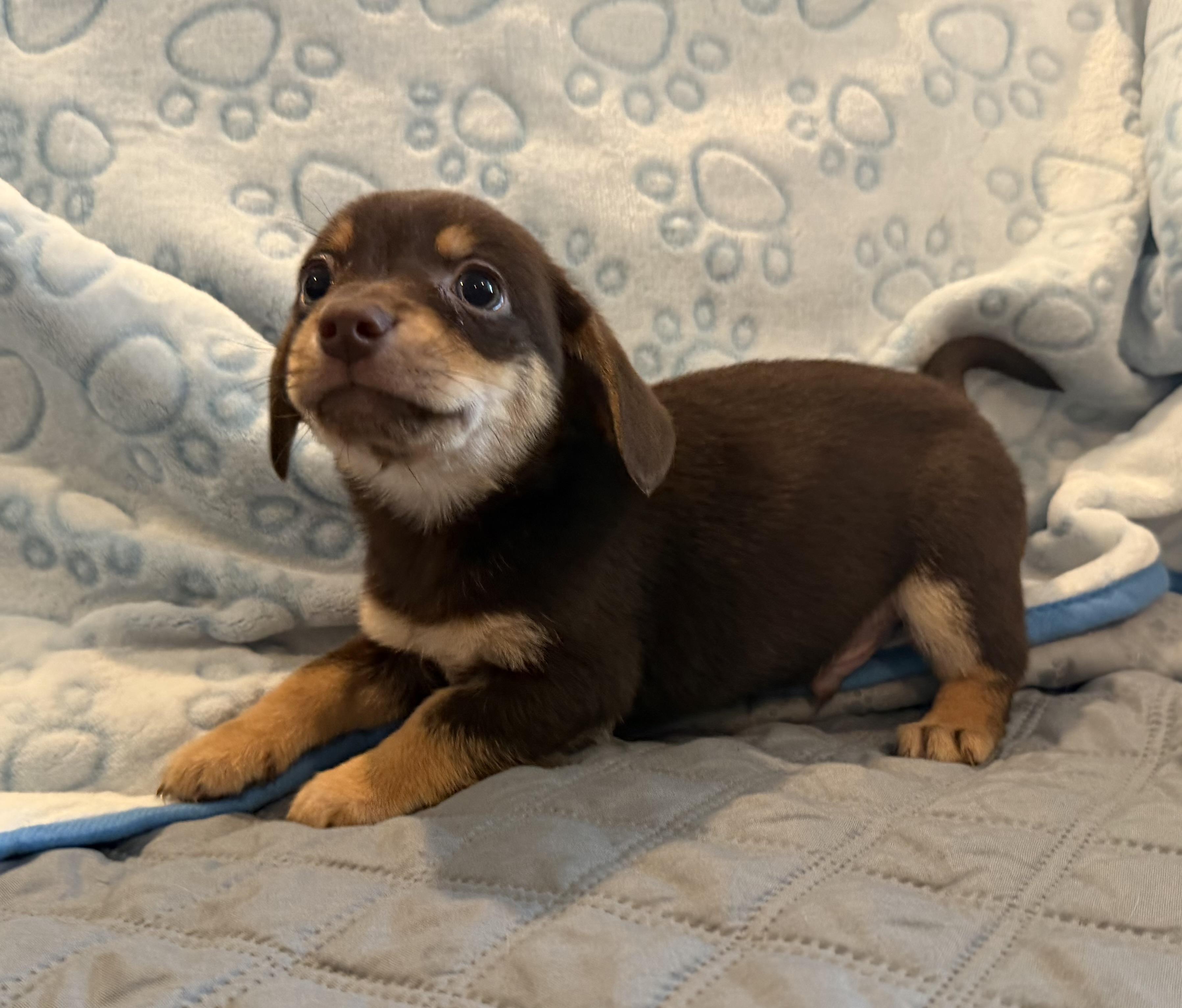 Enlarge Marlon, a Adoptable mixed breed in Pelham, NH image 6/6