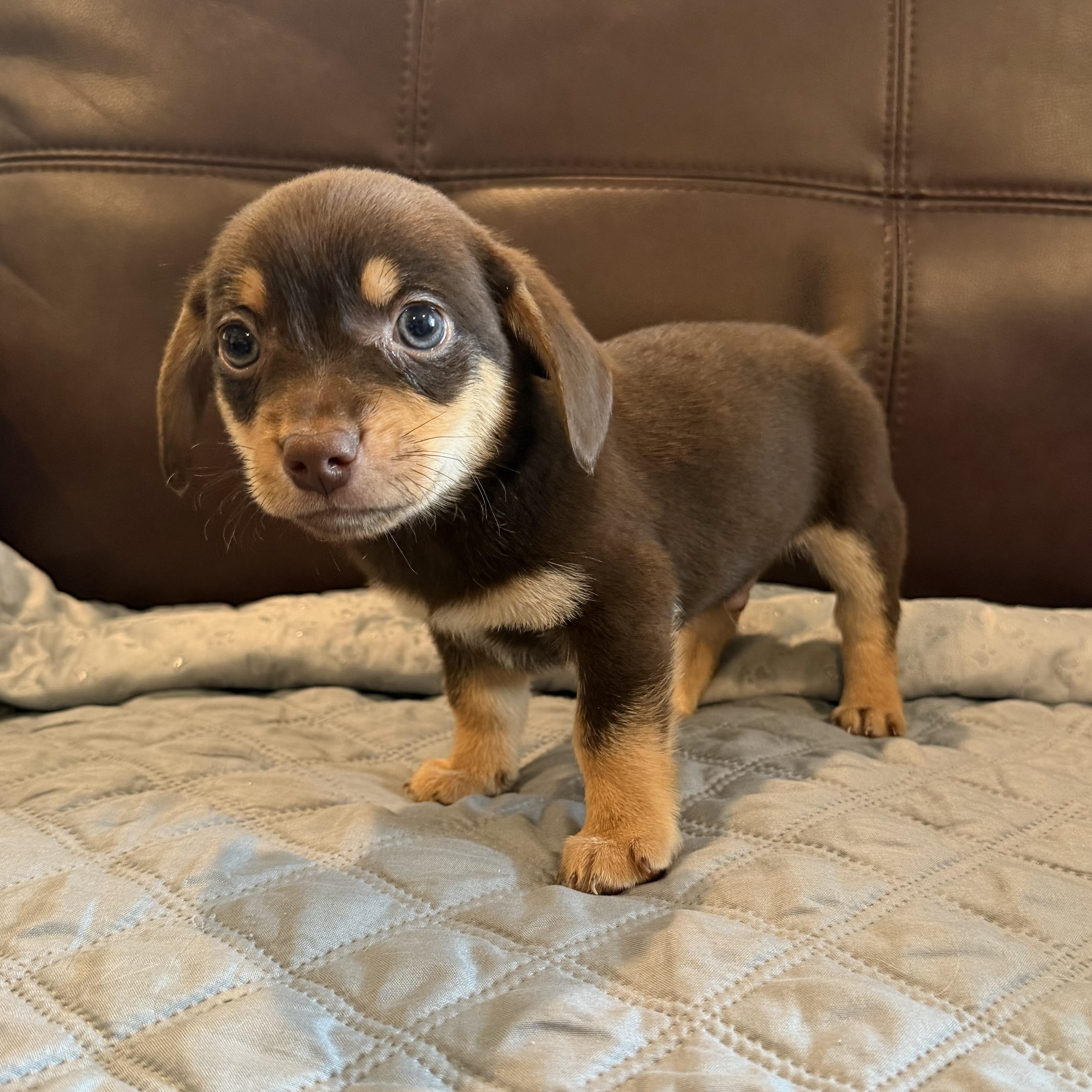Enlarge Marlon, a Adoptable mixed breed in Pelham, NH image 2/6