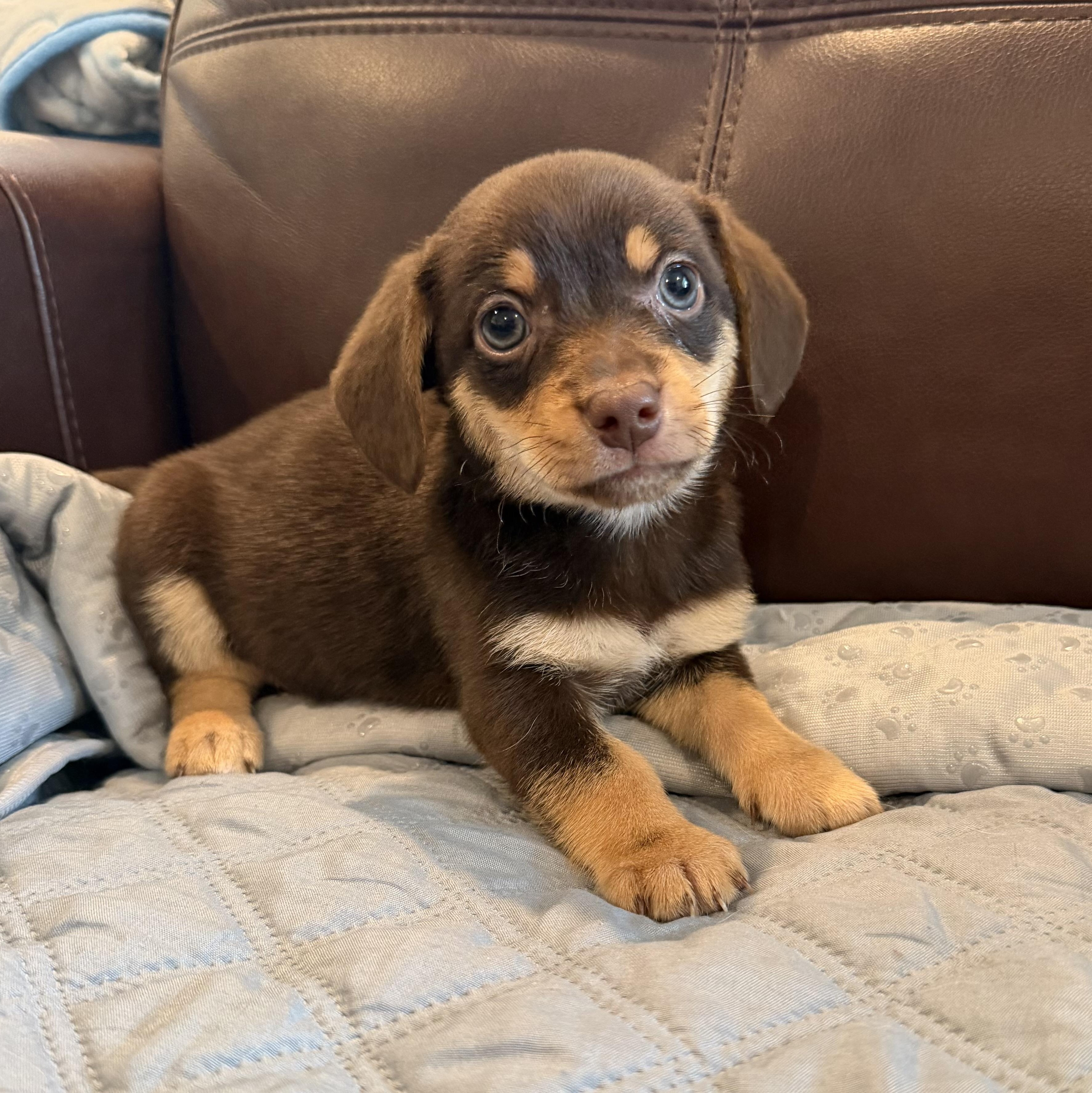 Marlon, Adoptable, Puppy Male Mixed Breed.
